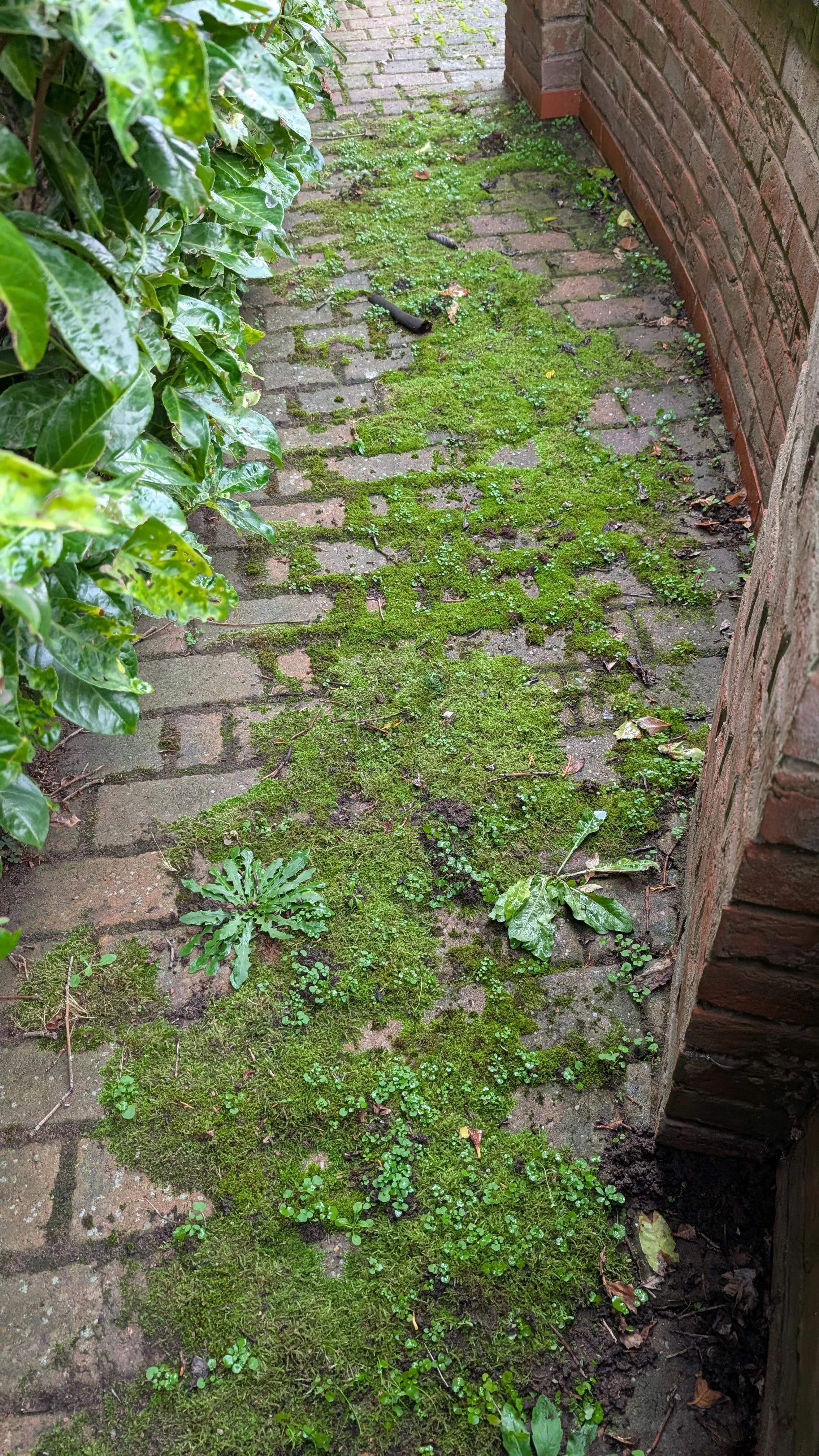 Moss and small plants growing between bricks on a narrow outdoor brick pathway, with a brick wall on the right and green foliage on the left.