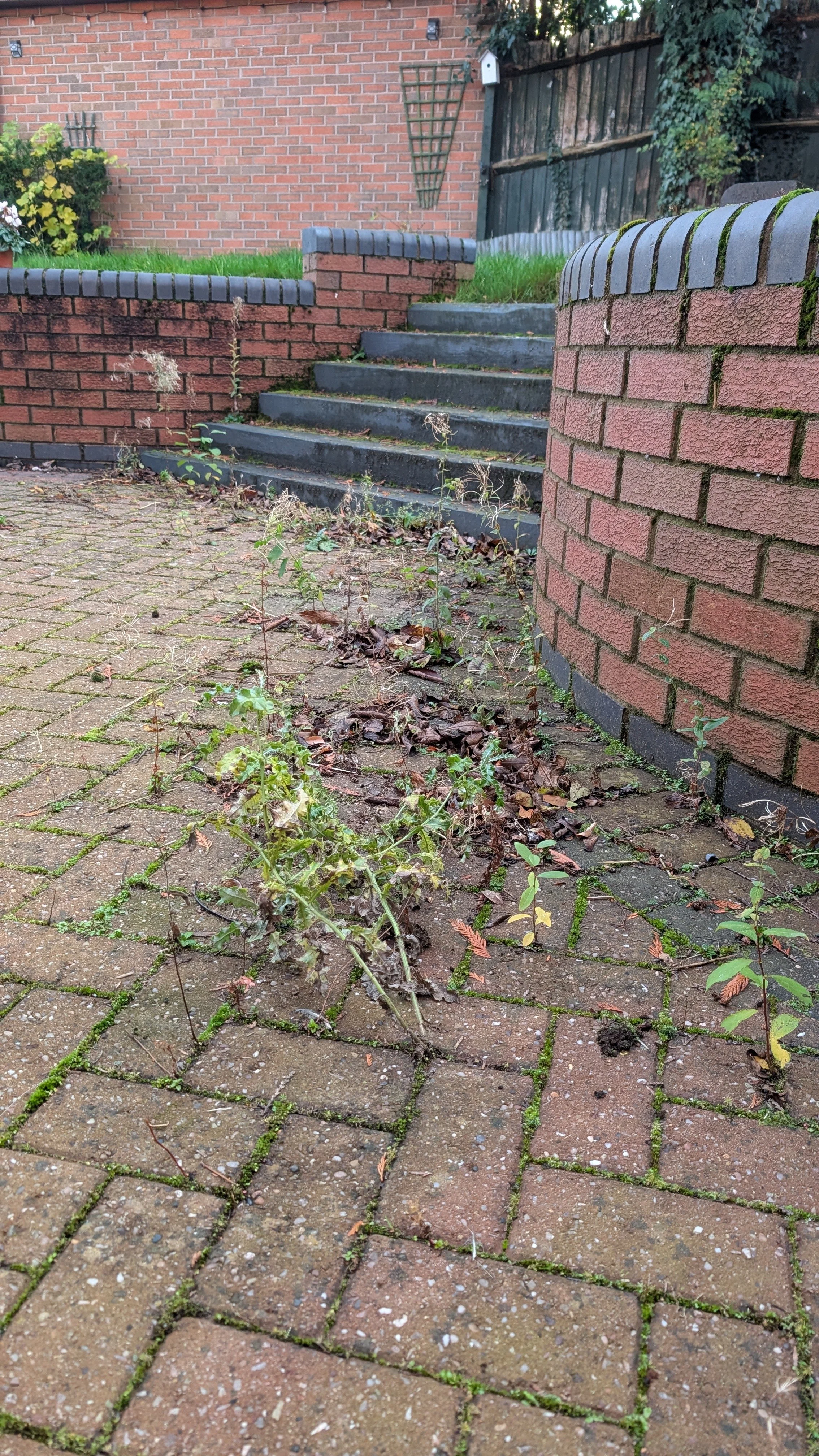 Overgrown weeds and plants growing on a brick walkway leading to outdoor stairs with brick walls and a wooden fence in the background.