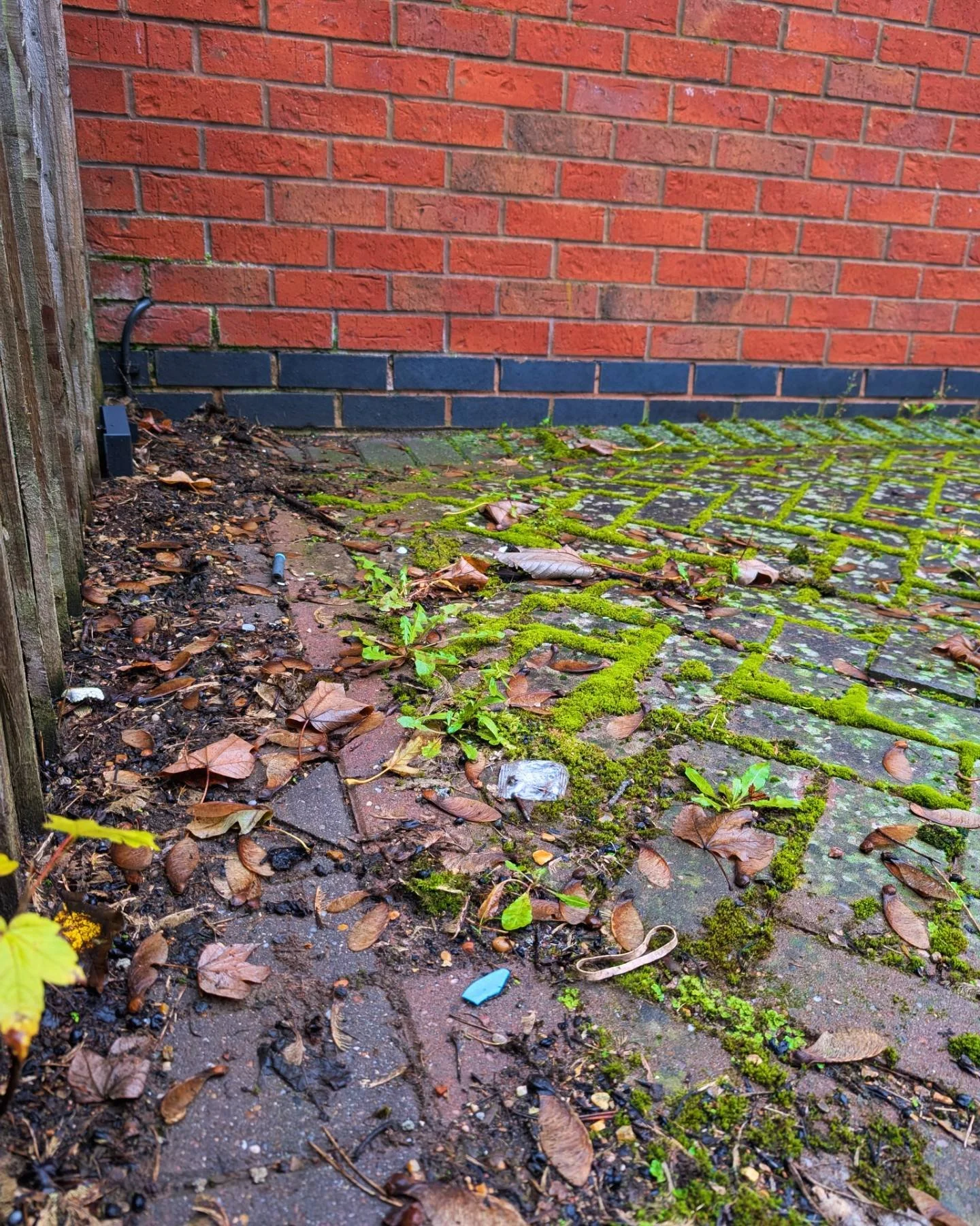 Close-up view of a mossy brick pavement with scattered leaves, weeds, and small trash near a red brick wall and a wooden fence.