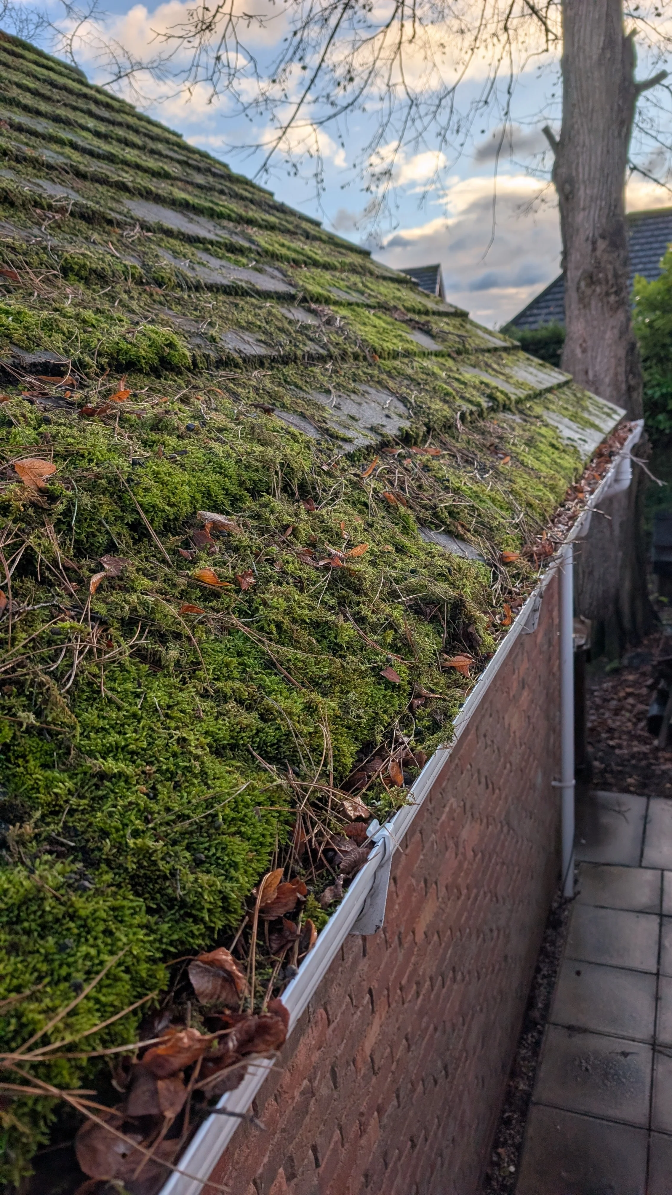 Close-up of a moss-covered roof with leaves and twigs, brick wall, gutter, and a sidewalk beneath. Trees and a cloudy sky in the background.