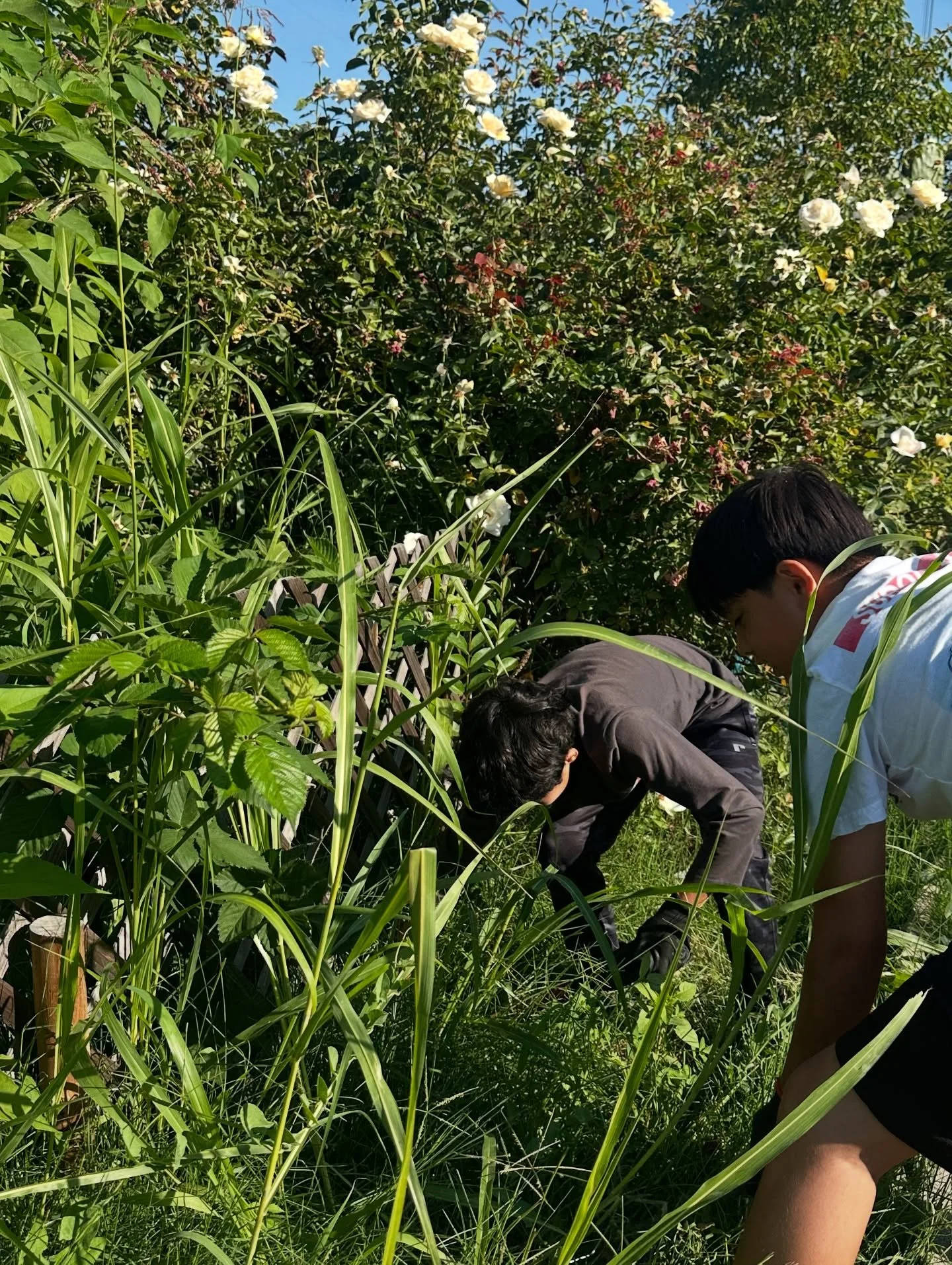 Our middle school garden interns are working hard in the garden this summer. Our staff Ghazal and Isaias have been doing an amazing job motivating these teens to get up early, harvest veggies, water plants, and pull weeds.