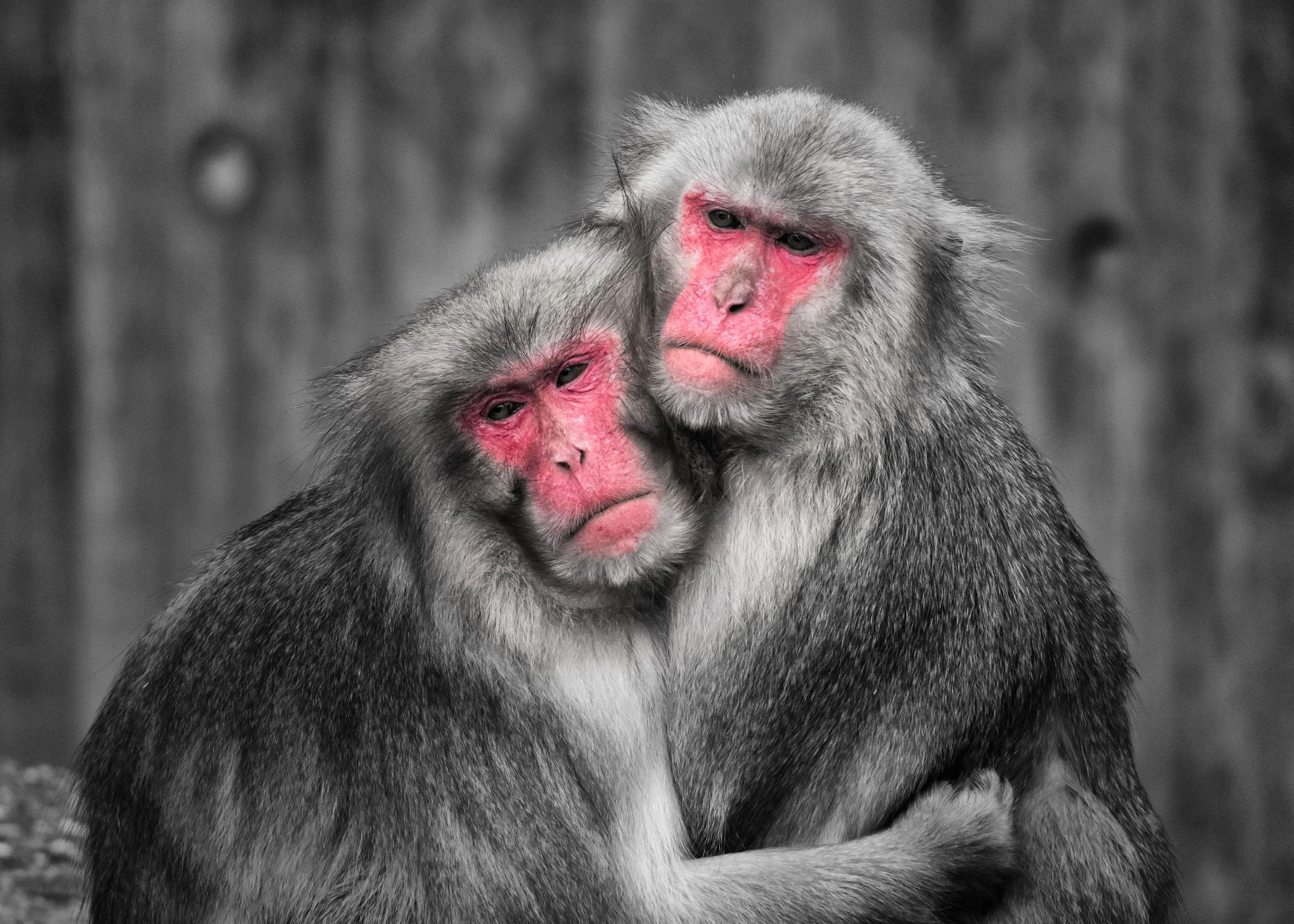 201501-Wilhelma-005-Bearbeitet-2_