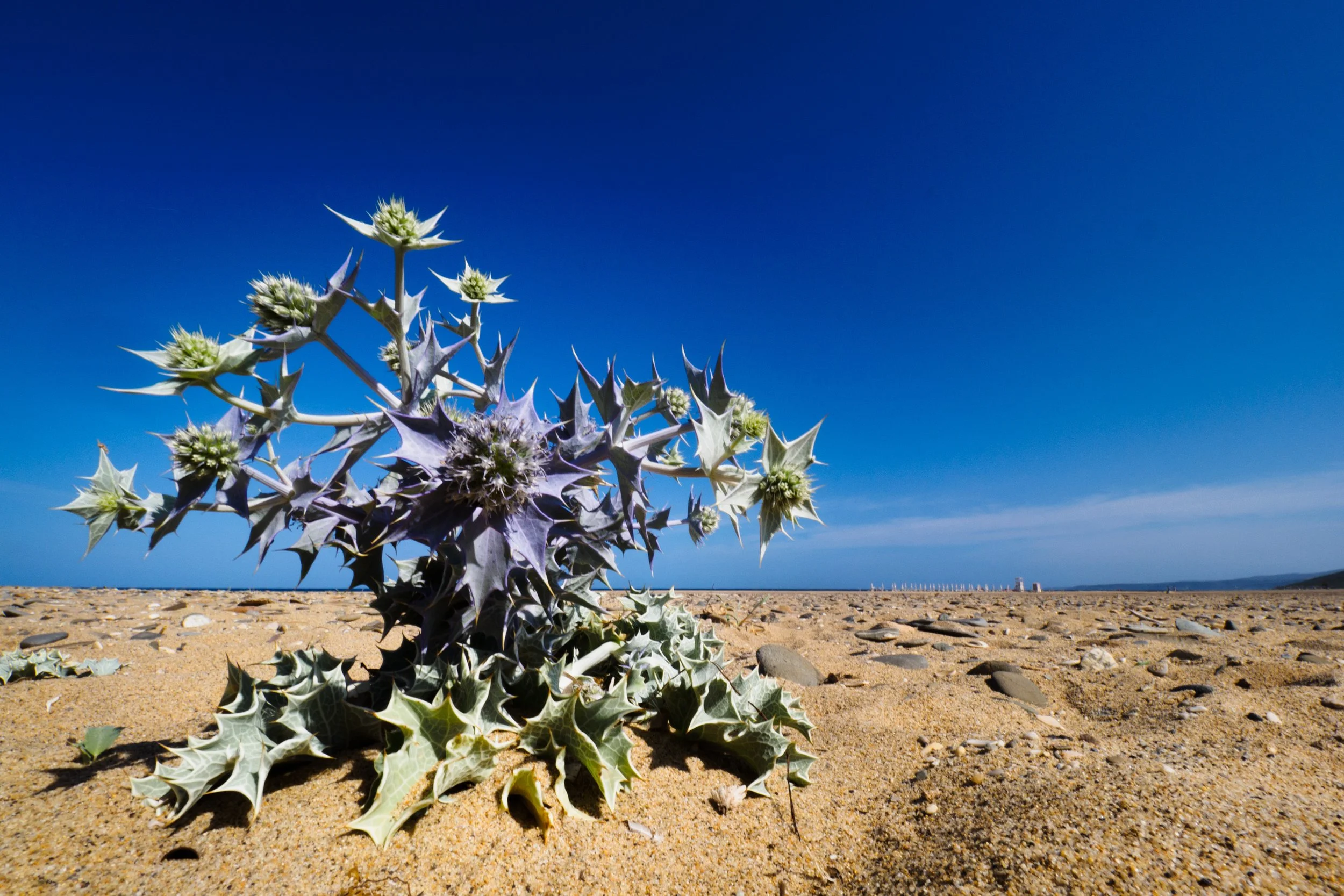 201706-Sardinien-378_