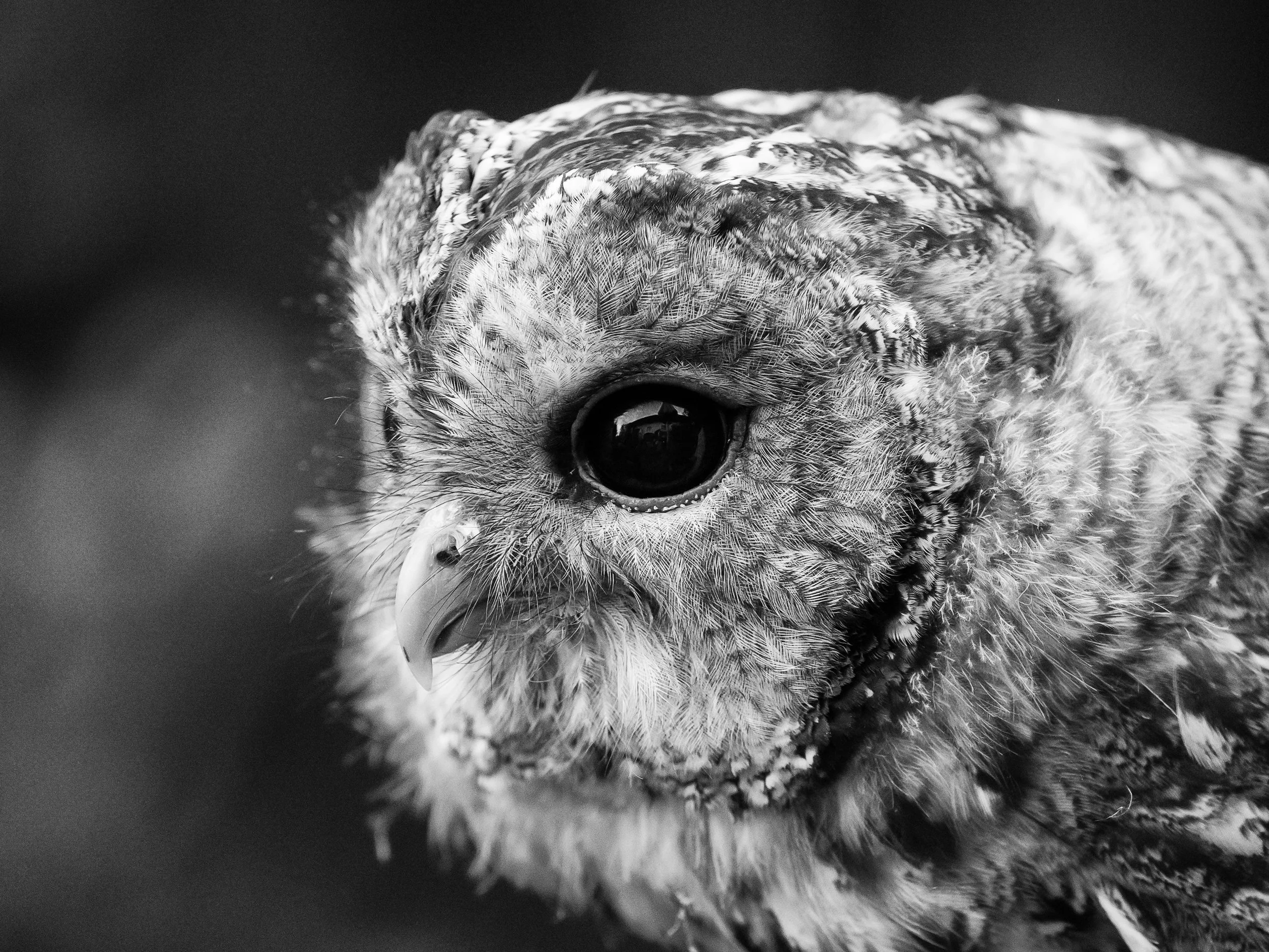 201507-Waldkauz-027-mono-2_