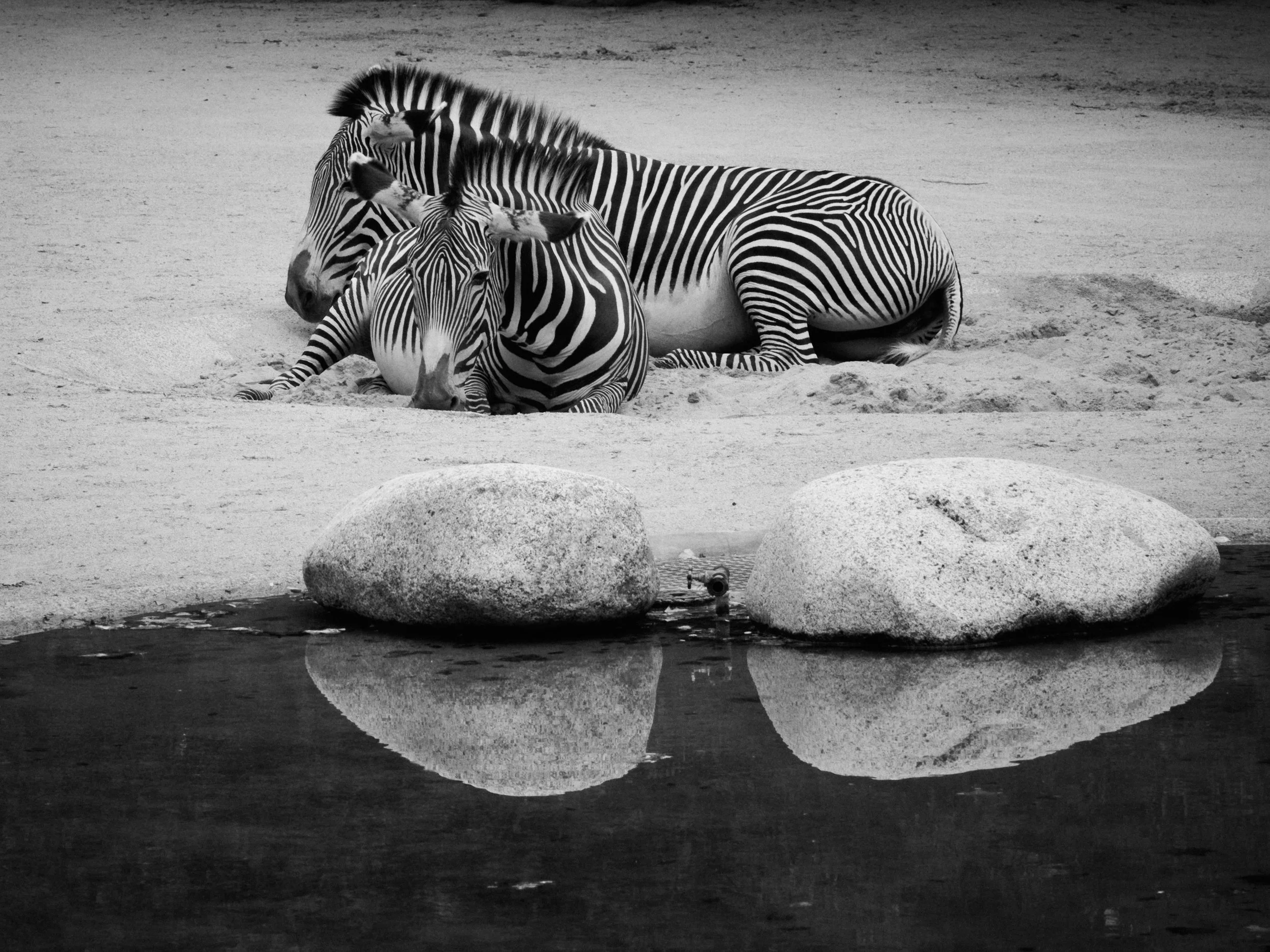 zen zebras