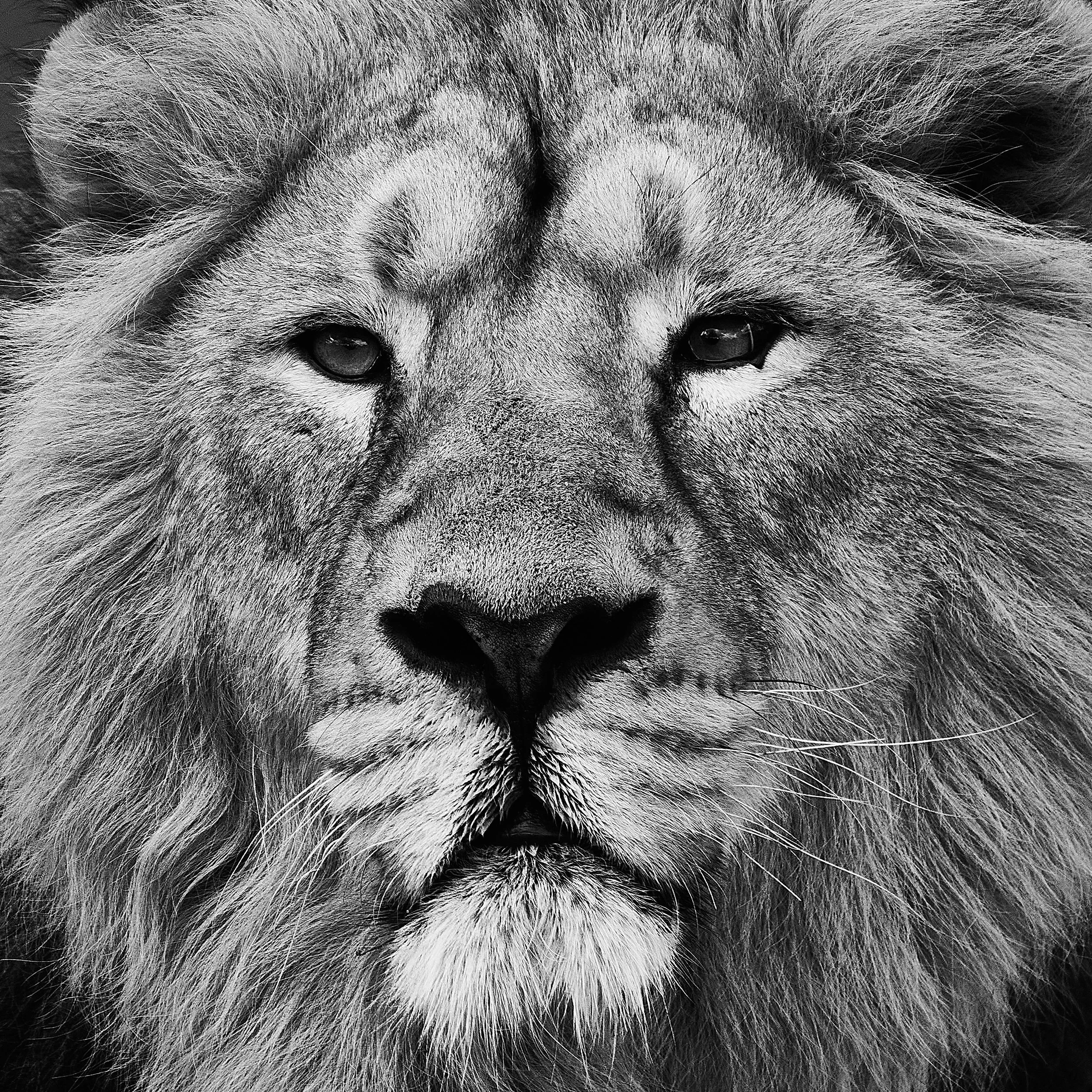 portrait of a lion