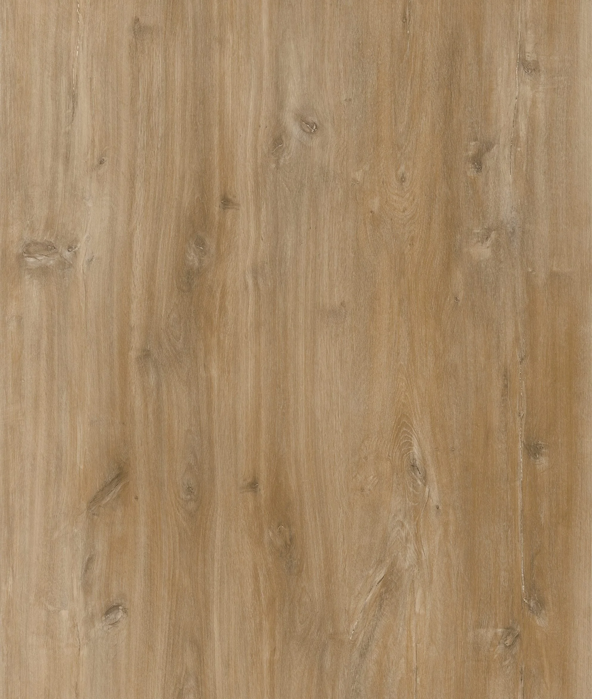 Canadian Red Oak 2.jpg
