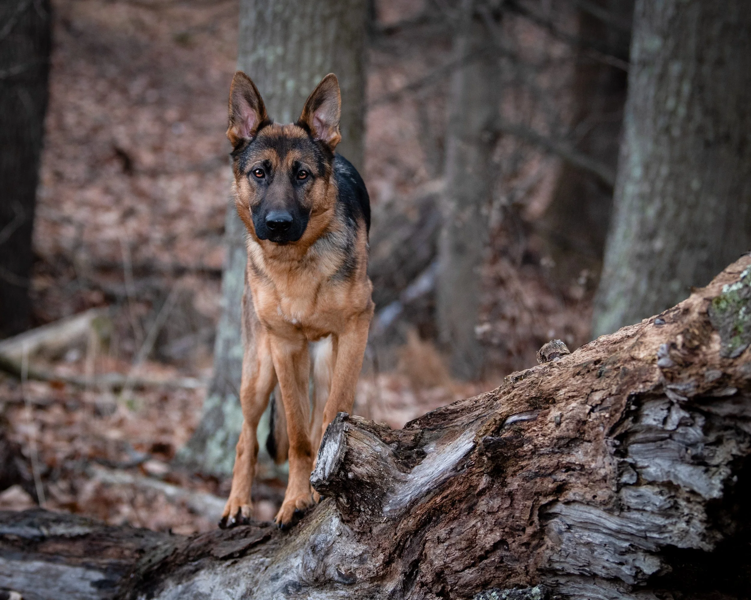 A German Shepherd dog standing on a fallen log in a wooded forest area with trees and fallen leaves.
