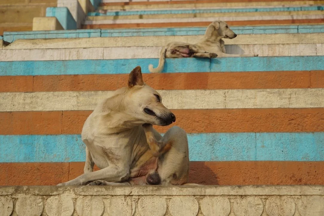 WhatsApp Image 2026-01-27 at 19.06.36(2).jpeg