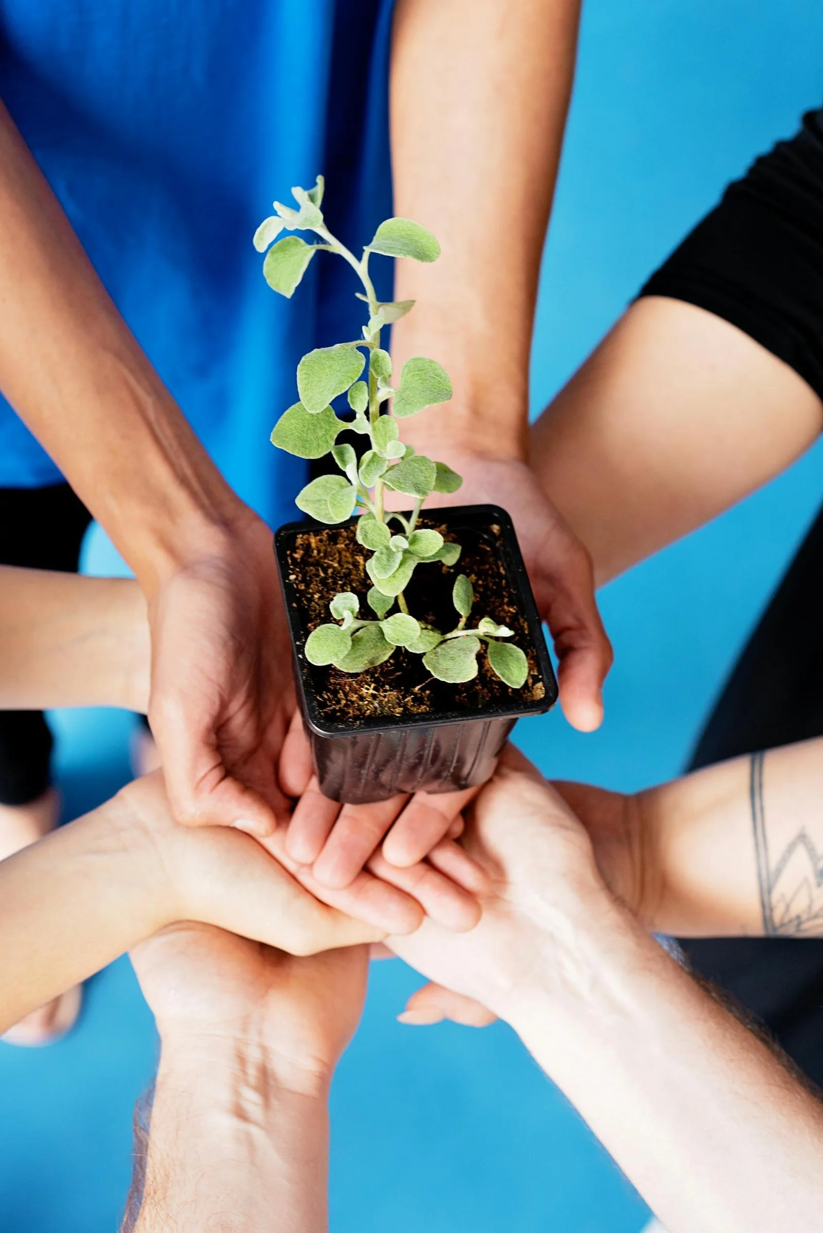 Together in the Journey: Embracing Our Shared Experience Through Life