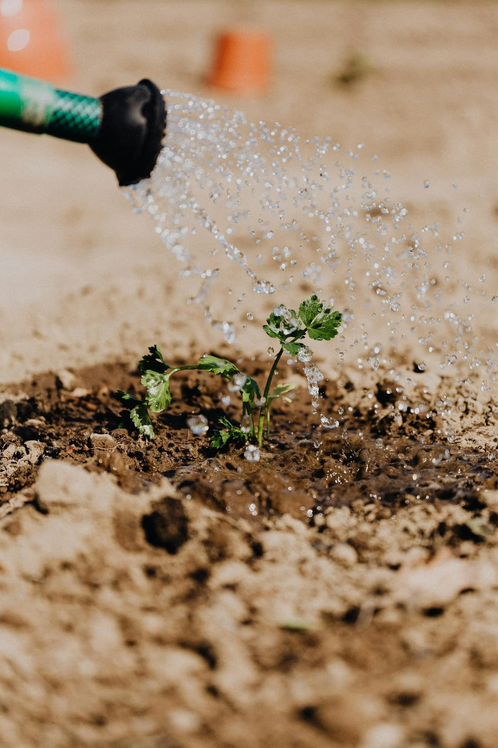 Embrace the New Year: A Fresh Start for Intentions, Aspirations, and Growth