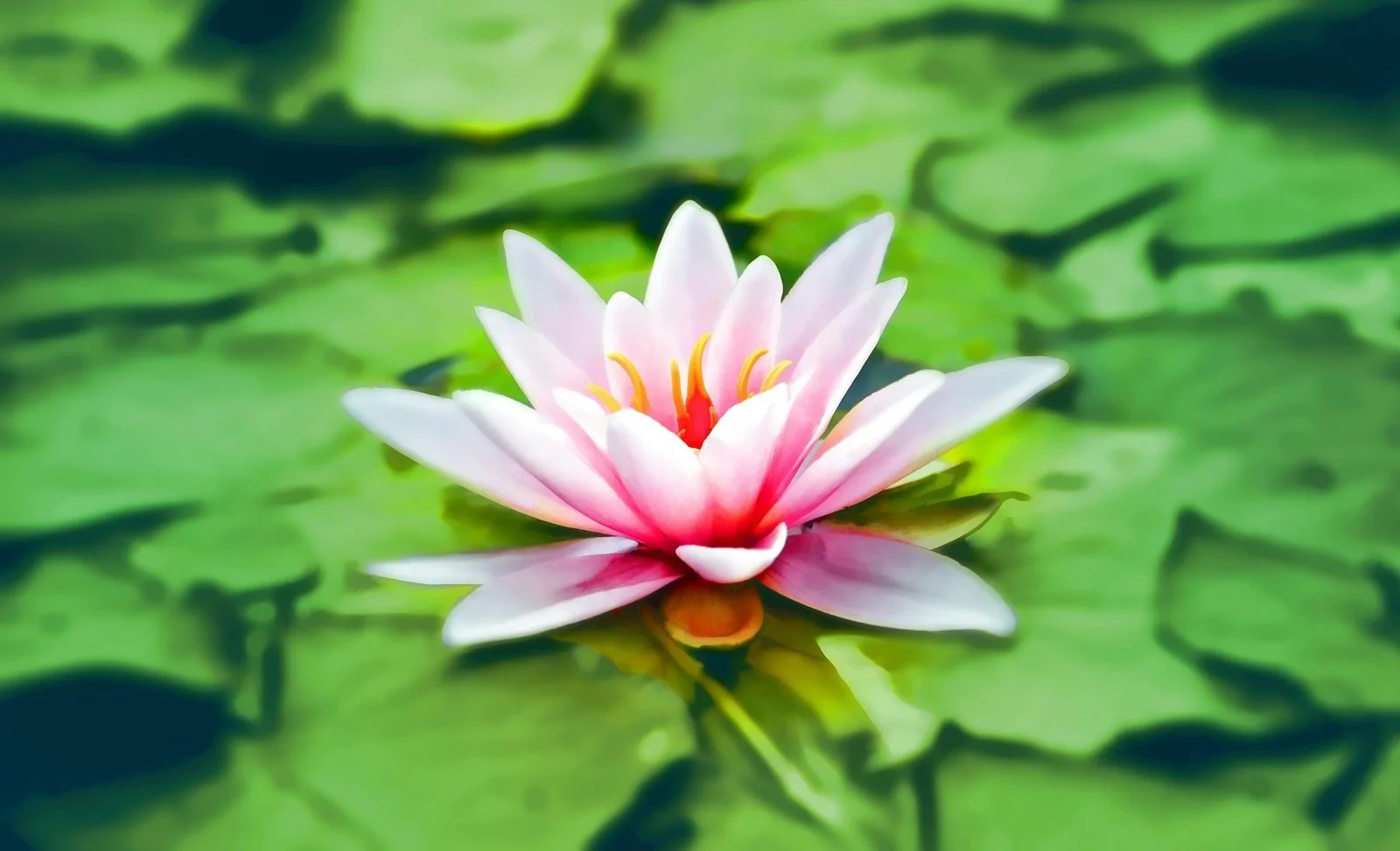 Soul Mission Alignment: Discovering and Living Your Purpose