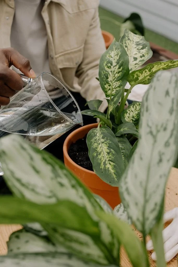 Person pouring water into a plant from a clear pitcher.