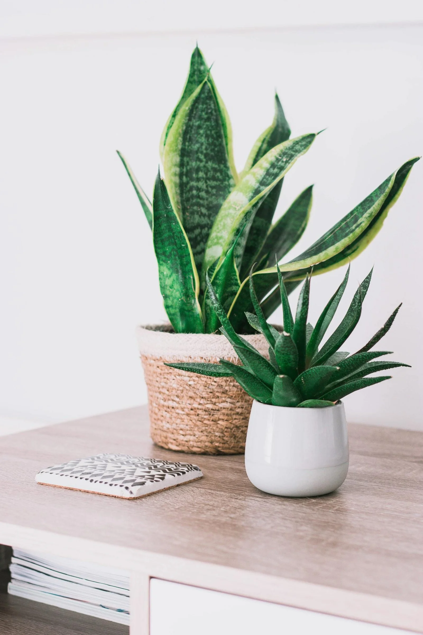 Green plants sitting on a tabletop.