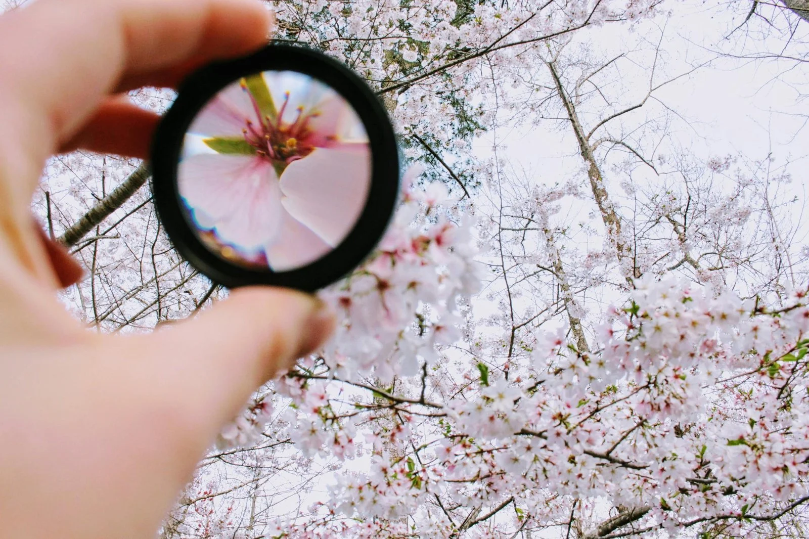 A hand holding a magnifying glass focuses on a single pink cherry blossom, with blooming cherry trees softly blurred in the background.