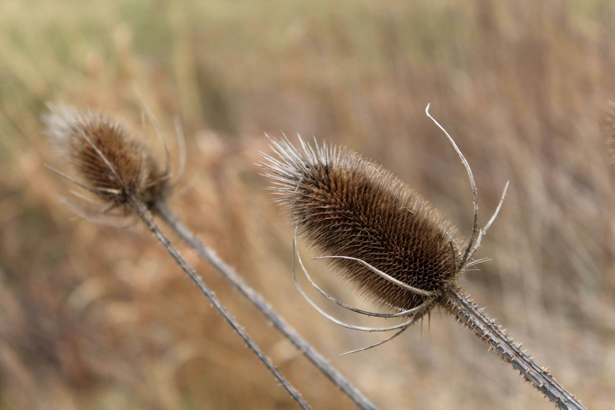 Mindfulness: Your Secret Weapon for Life's Little (and Big) Challenges