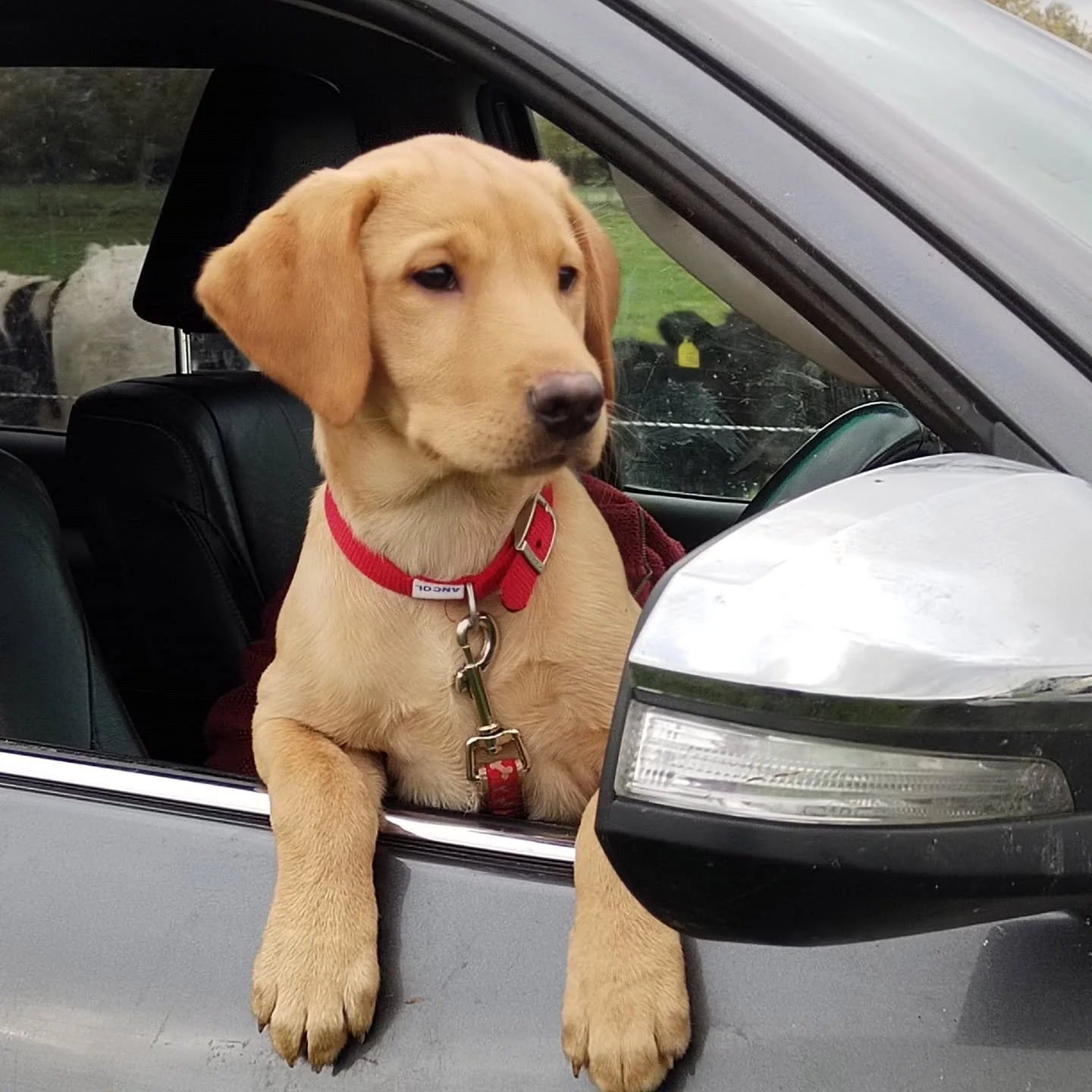 New starts on the farm this week. Nelly our new puppy meeting the cows for first time. But more importantly new people starting work, and the first steps to getting cows milking again!