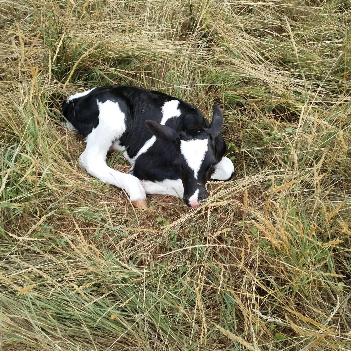 We have had a new calf!  first since March. Born under an oak tree, so called Acorn. All the heifers aunties very interested, mum not so much.