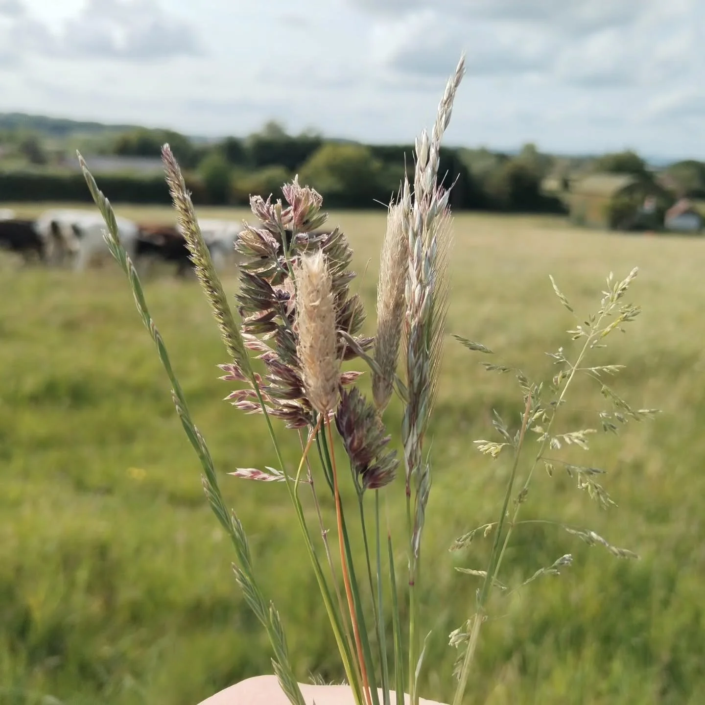 The dry weather has made most of grasses head. So I can play my game of how many types of grass in a field ( normal getting small children involved but only me today). Think 8 here, plus birds foot trefoil, self heal, lady's bedstraw and clover. Youn