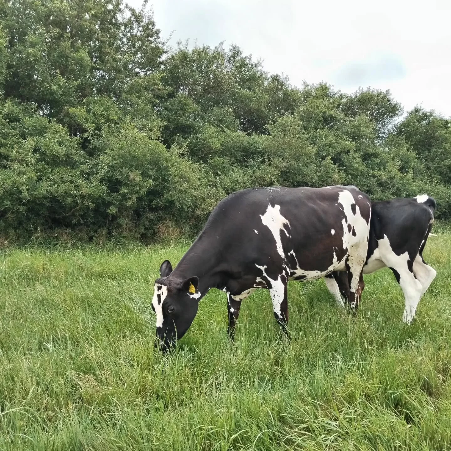 More pictures from the farm. Cows, chicks, wildlife and grass.