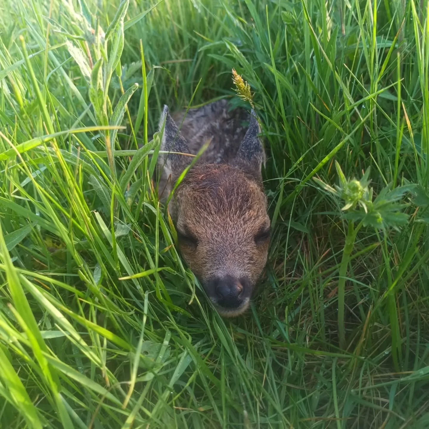 Still enjoying spring on the farm, here are next weeks photos. Heifers basking in sun, fawn hiding in grass, swallow sitting on her nest, no now may in garden. #NFFweek2025