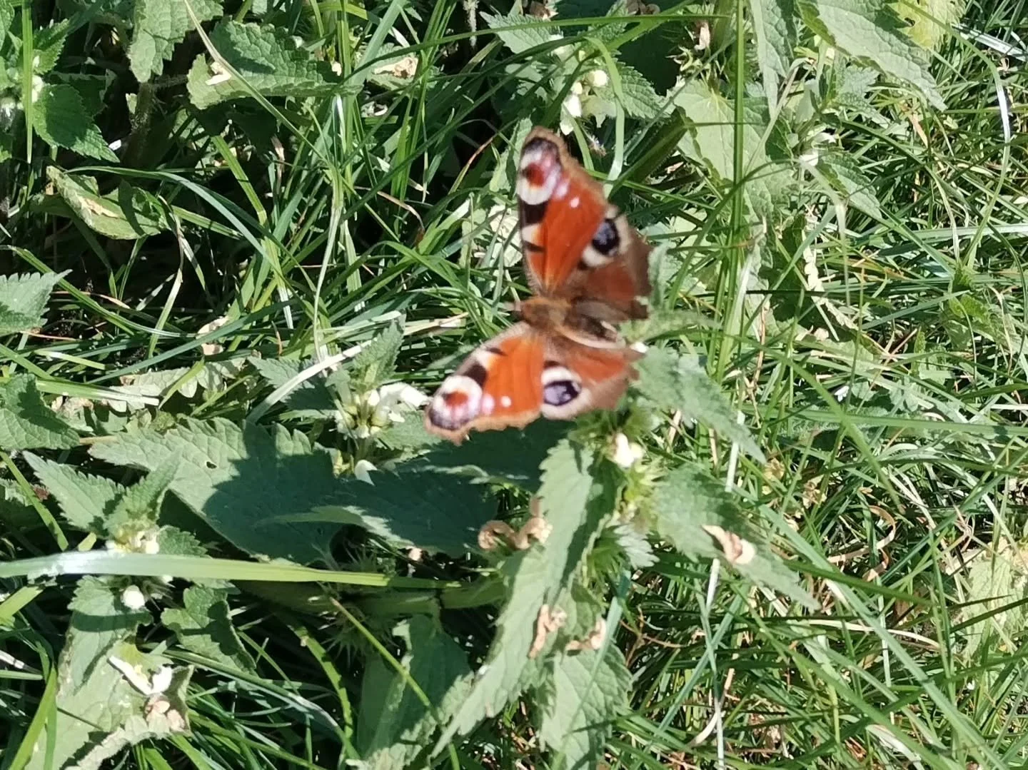 Next 7 pictures from May. Loving the hedges, hawthorn in flower. Heifers are loving eating them too. Digging in dung pats for dung beetles. Swallows on farm but seem less then normal this year. Hope pictures of nests next week.