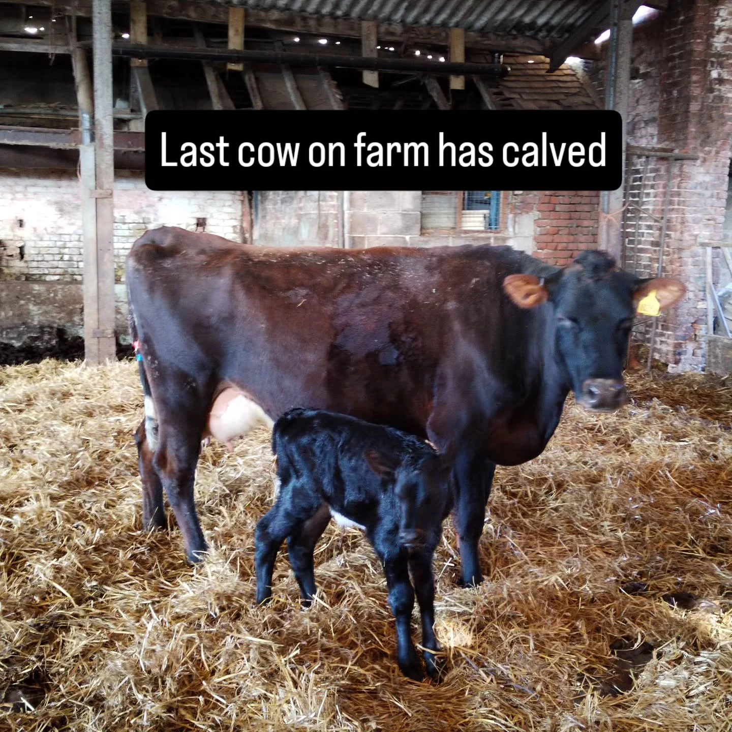 Finding it hard selling the diary herd and all staff leaving the farm. But a new calf always bring me joy. Looking forward to spring and summer, which will hopefully bring a new herd of milking cows and new people on to the farm.