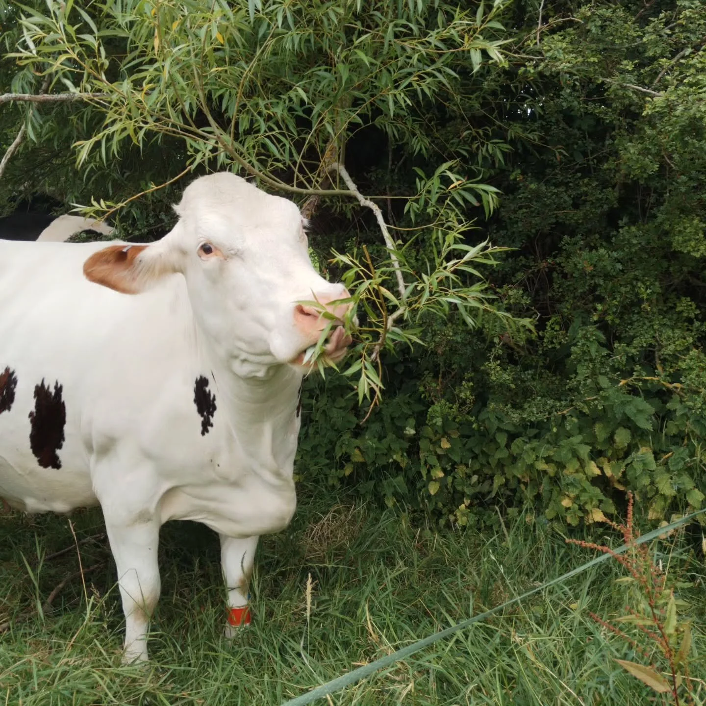 Cows being sold at Market Dryaton today, so thought would be nice to see some of them grazing in the summer.