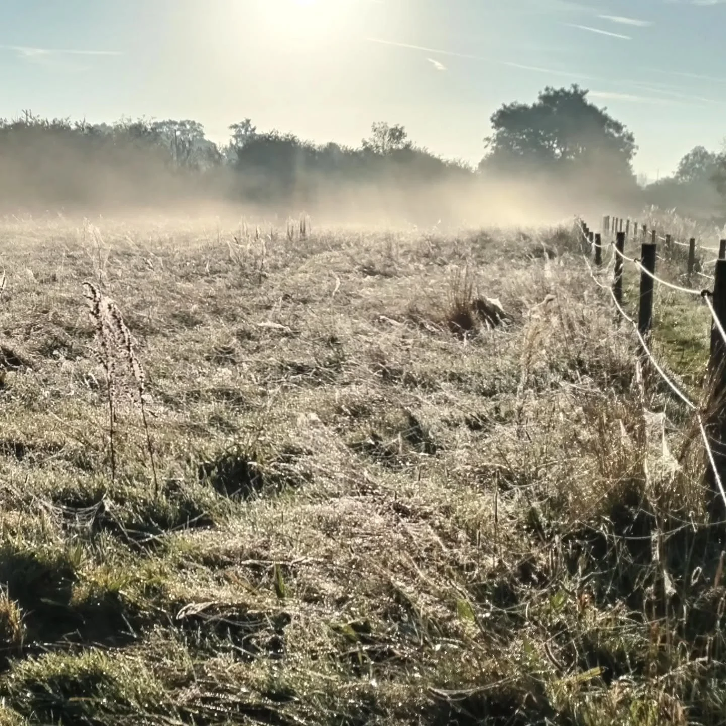 Spiders really have everything covered on this field. Love the early morning on an clear autumn day.