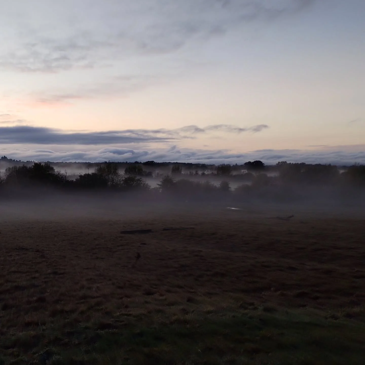 Been rather a wet week, think about 130mm rain so far. 40mm in thunder storm on Friday, then a wet day TB testing with 46mm on Monday. Got wet again today moving fences for heifers, but the aftermath of the rain does make a nice picture.
