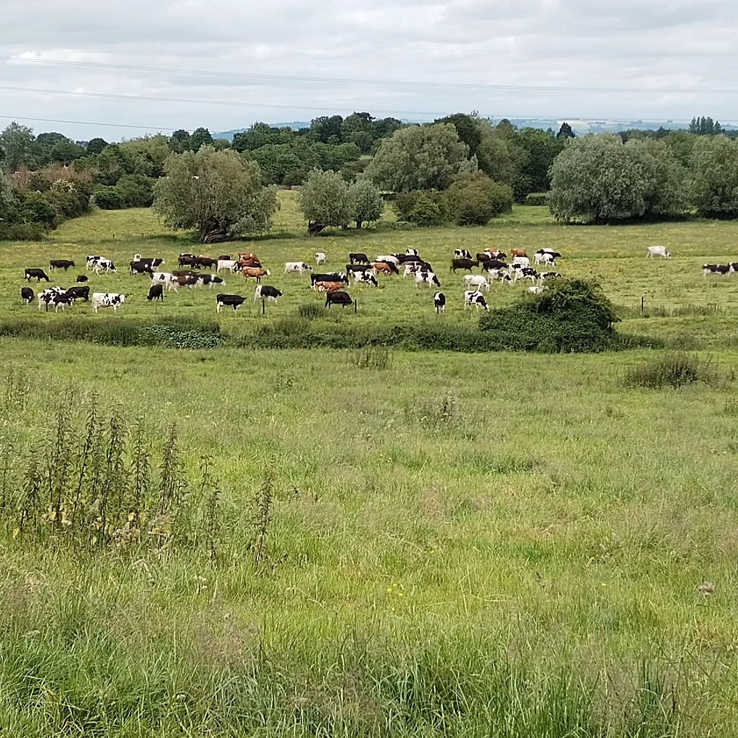 https://www.trybooking.com/uk/DOME
The farm is going to be a part of Open Farm Sunday, next Sunday 9th June. @openfarmsunday If you are interested in coming on a farm walk please see the above link.
#openfarmsunday #meadows #meadowflowers #regenerati
