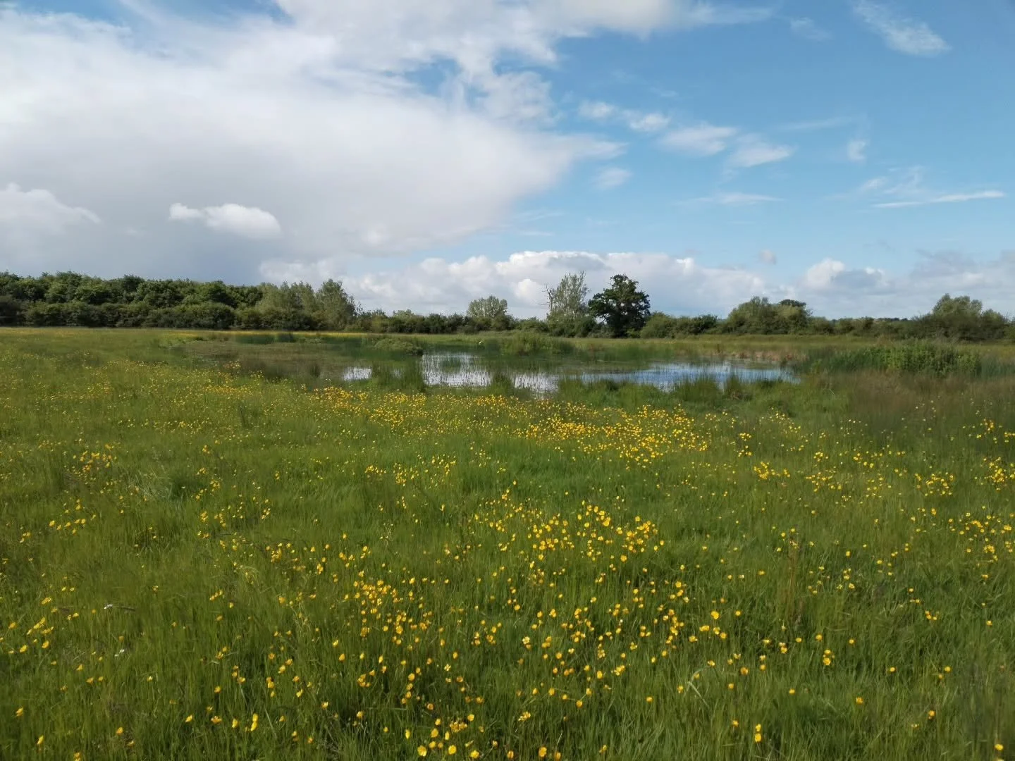 Looking at our flood meadows today. After such a hard time they had over winter, please to see how they are doing. It is mixed bag, some areas better than others, the wetter areas are quite bare but look closer to see seedlings. Maybe not so much hay