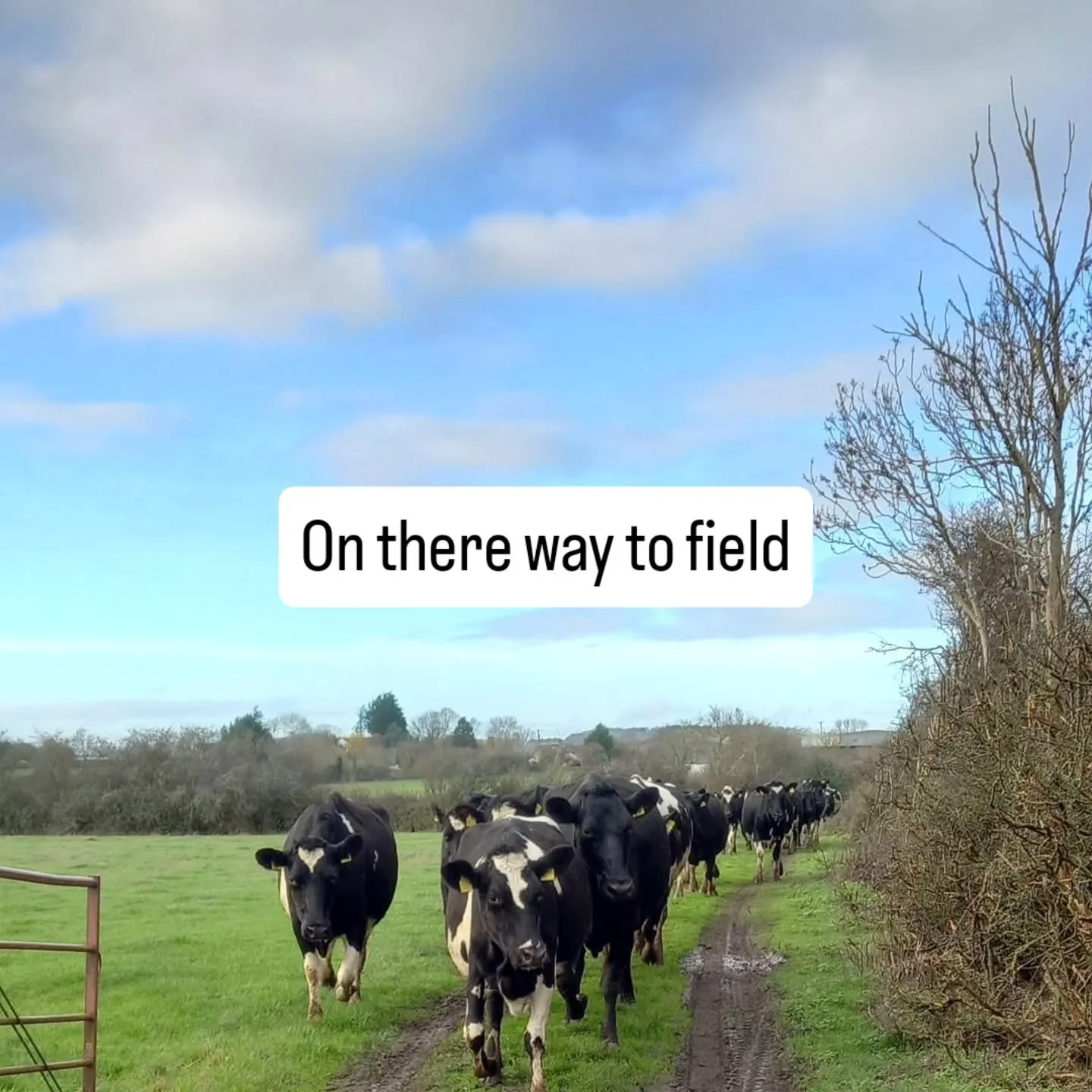60 new dairy cows have arrived on farm. All dry and in calf for February and March. A new chapter beginning on farm, so excited and pleased, it was exactly a year ago we sold our milking cows, so great way to end this year, ready for 2026.