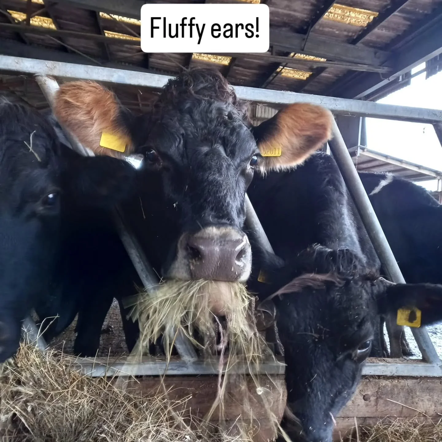 New cows have come into the shed now, as recent rain has made their field too wet. They are enjoying hay from the floodplain meadows, made this summer. The in calf heifers are still outside enjoying the plentiful grass we still have.