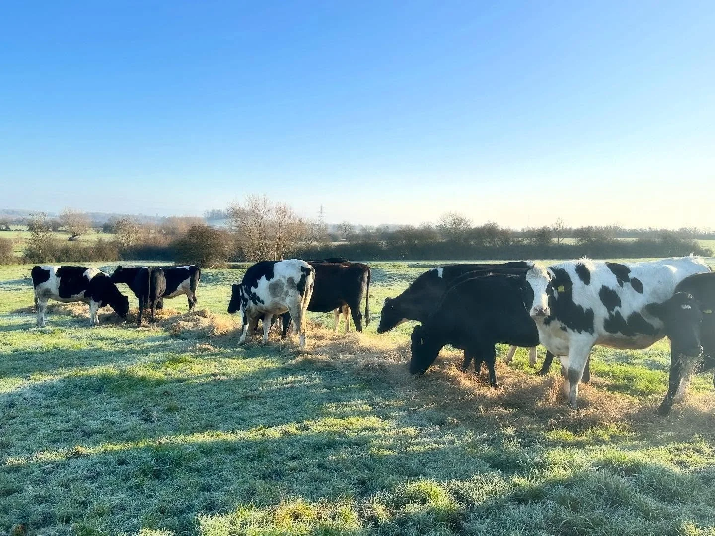 Love the beautiful crisp winter mornings..cows looking happy too! Been busy getting milking parlour ready for milk production again.. if was nice to take a break and enjoy the sunshine!