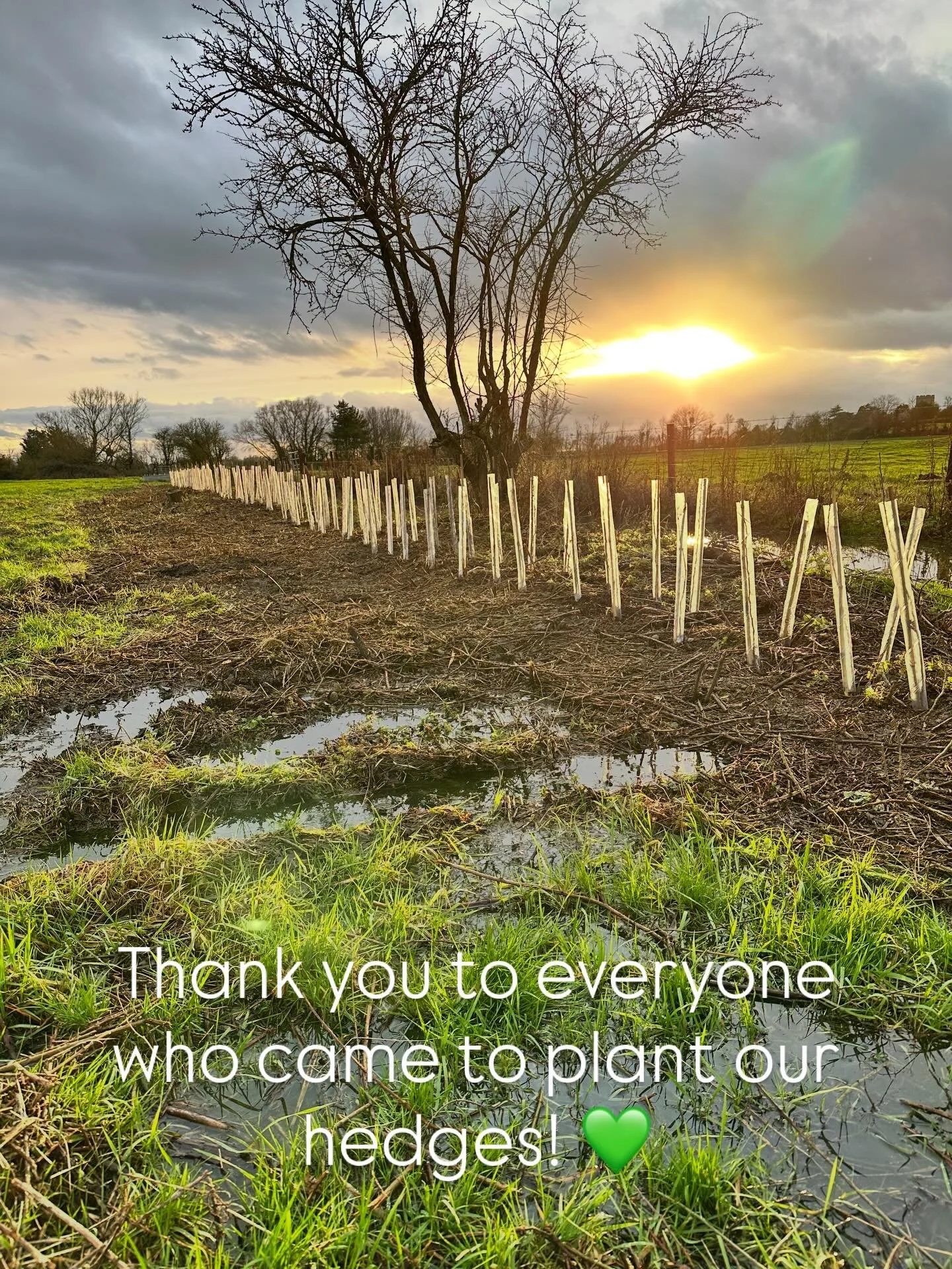 Thank you @cpre_gloucestershire for organising two fantastic volunteer days at our farm. It was such a boost to welcome and meet so many enthusiastic hedge planters to our farm.. I can&rsquo;t believe how quickly we got the plants in! Thank you!