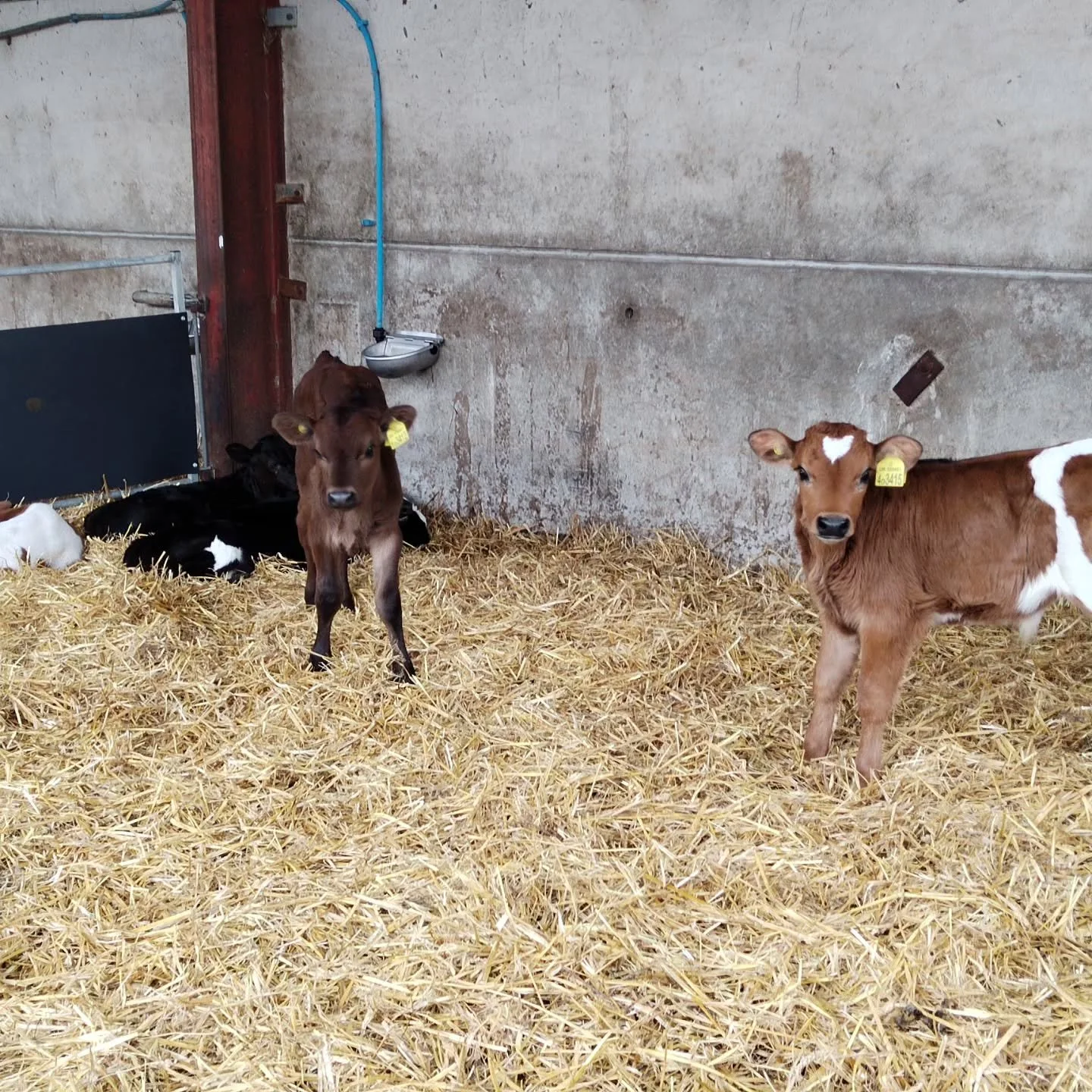 Spring is starting, nature is bursting into life and so is the farm. Calves are being born and we have started sending milk to Arla again. Next step is the cows going out to grass, hopefully next week. If you want to join us, watching them go out, po