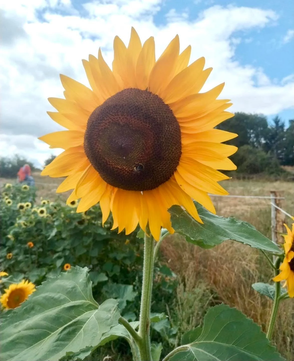🌱 Summer Holiday Thursday&rsquo;s 2-4pm 🌱

Children and their grown ups are welcome to join us at the community garden every Thursday through the summer holidays to have a look at what is going on, help pick any produce and learn more about our gro