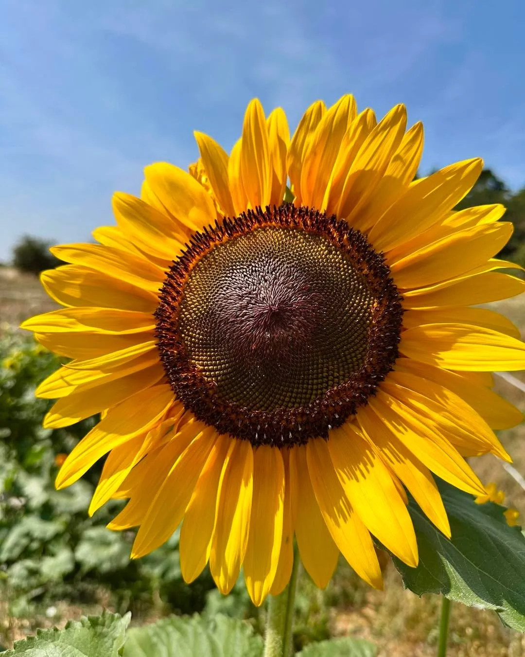 Come and join us in the field on 23rd July!

The 1000 seeds project is literally buzzing with life! Sunflowers are in full bloom, the veg patch is like an oasis for insects amongst our scorched fields.

We are inviting children and grownups to come a