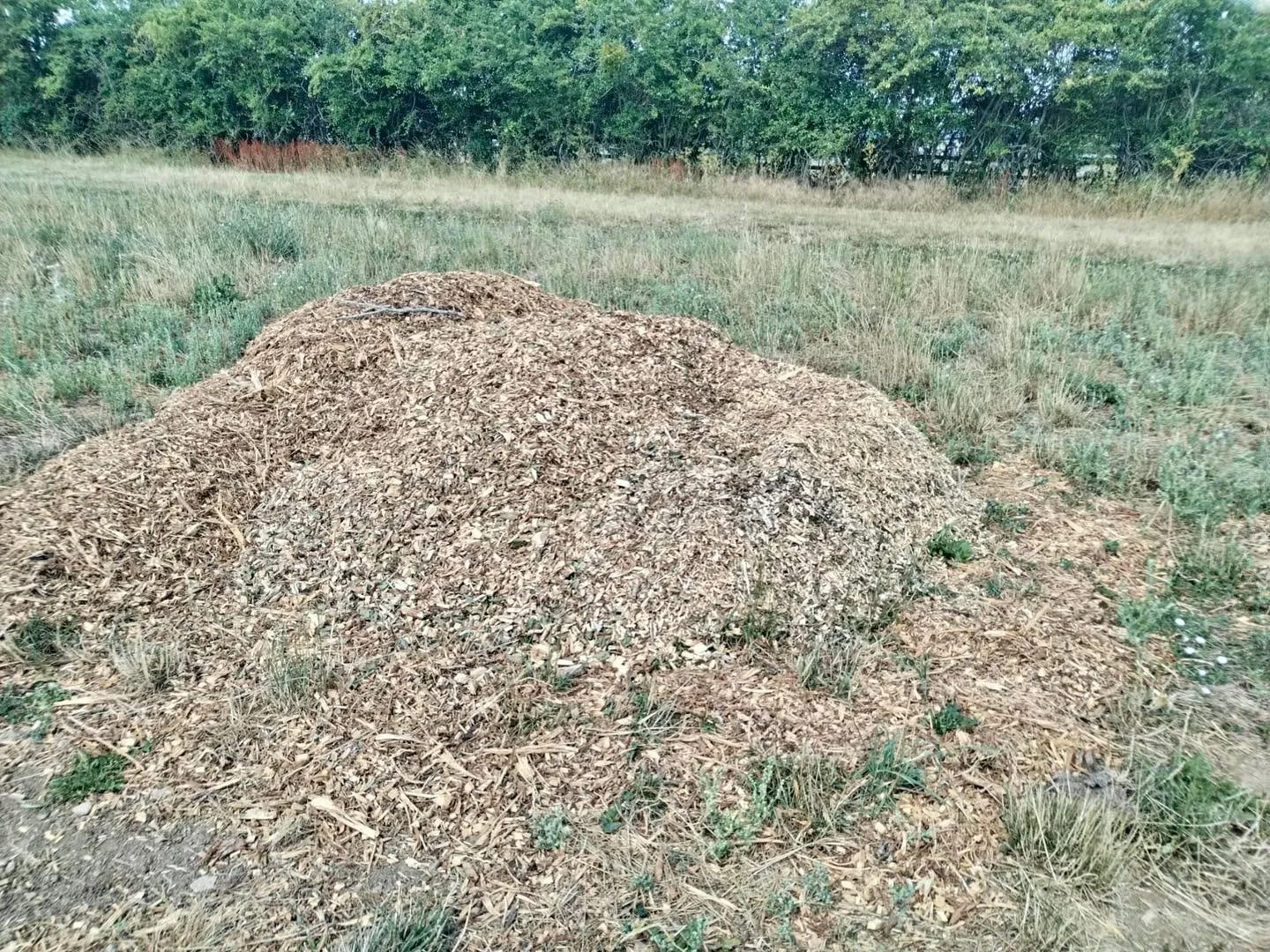 A big thank you to Charlie Sanger-Davies for the wood chippings donated to the community garden this week ⭐️!

There is some wonderful growing going on despite the temperatures we are experiencing 😅 

News will be coming soon about how you can get i