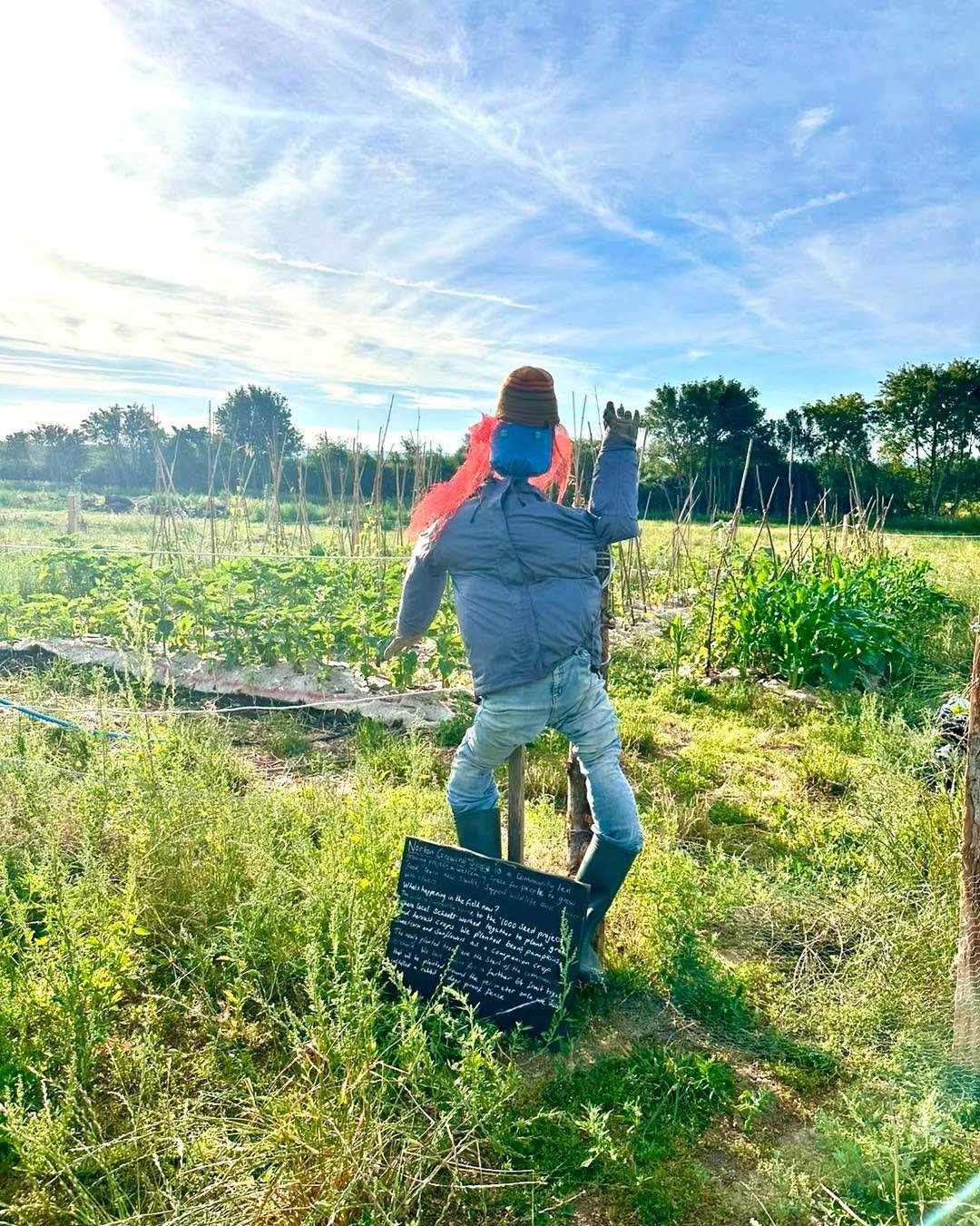 Good news!

The 1000 seed crop has more than survived the heat wave it has flourished.. all thanks to Amber&rsquo;s careful watering each day and the mulch mats keeping the moisture from evaporating.. we have now set up a IBC which we have connected 