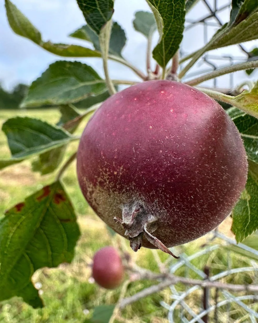 Update!  The 1000 seeds crop is starting to grow well after some challenging conditions in May and June,  too cold and windy then too hot then windy again!  Hoping they are going to survive this current blast of heat 😅 

We have watering set up and 