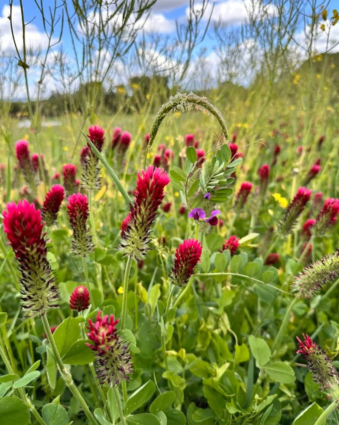 If you want to do something this Sunday 7 June join us at Norton Court Farm for Open Farm Sunday and some fantastic activities!

We have bookable tractor and trailer rides from farmyard to the community garden. &pound;5 for up to 4 people 🚜

A Dawn 