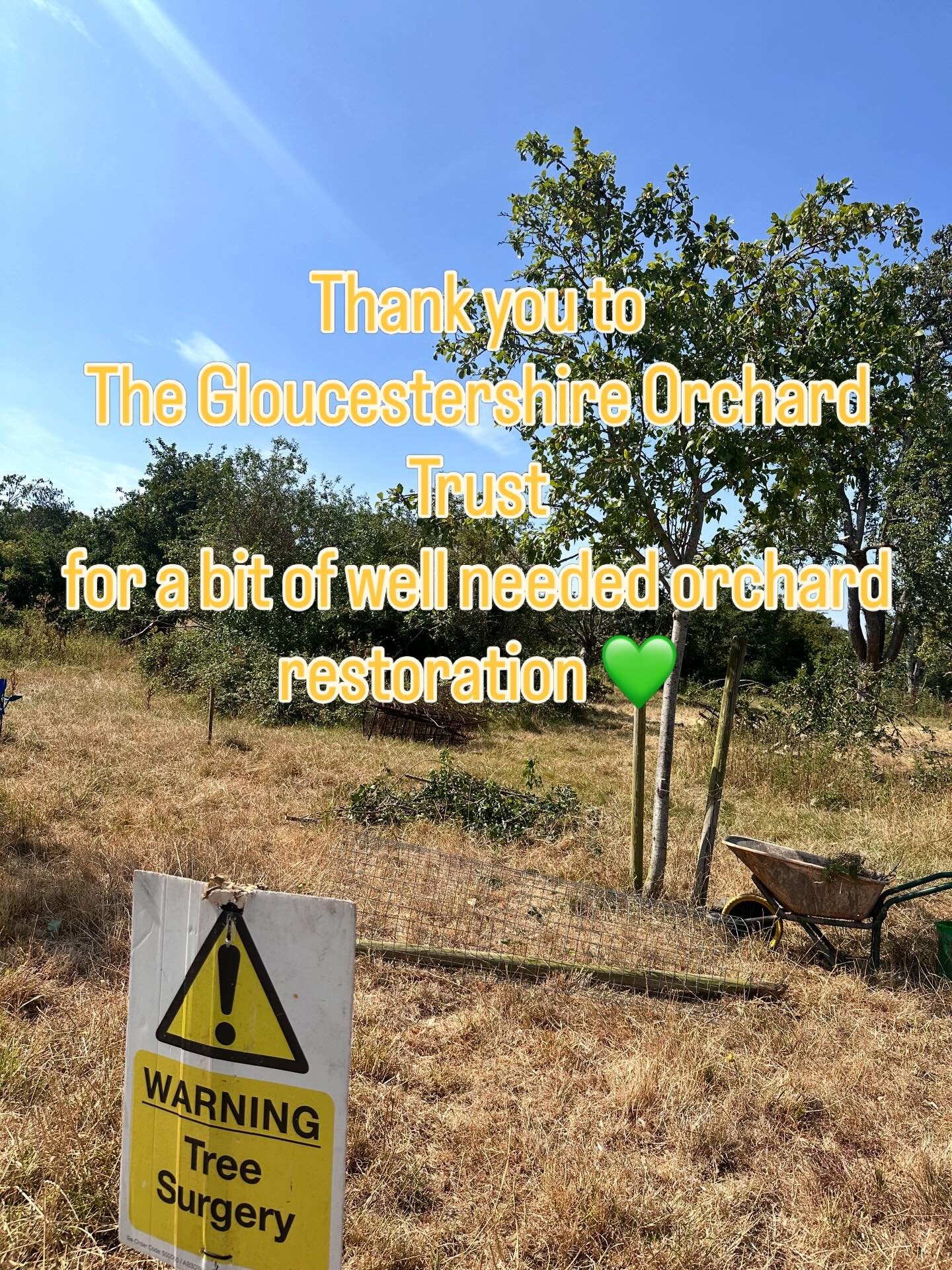 We have 6 very old Perry trees (cider pear trees you can make Perry from). They are the giants of our orchard and tower over the apple and plum trees. They provide important habitat from insects and birds in their living and dead wood. The Gloucester