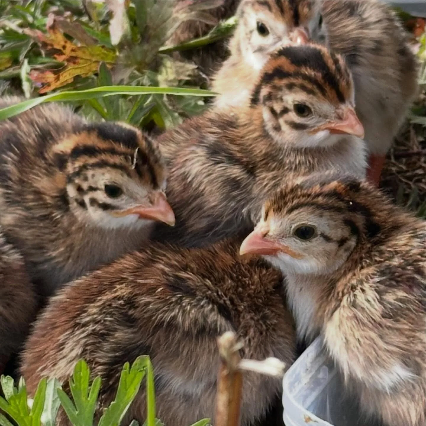 Guinea fowl have roosted in the old walnut tree outside the farmhouse ever since my first memory. My dad liked them as they make a noise when someone drives into the yard at night. They lay hard shelled  conical slightly spotty eggs in communal nests