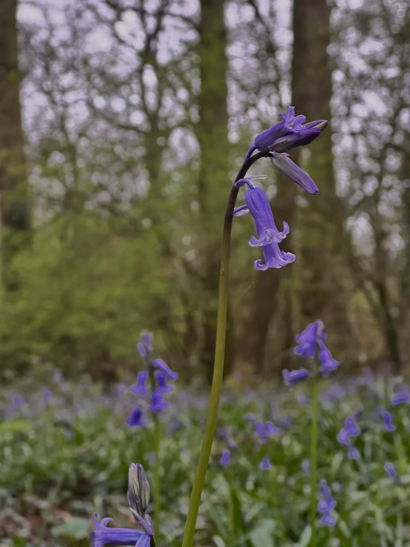 Bluebells seemed to have bloomed early this year.. looking beautiful in the woodland on the farm.  We have had two lengths of hedgerow laid this year.. having tried myself I really admire the skill and craftsmanship of this restorative practice. Than