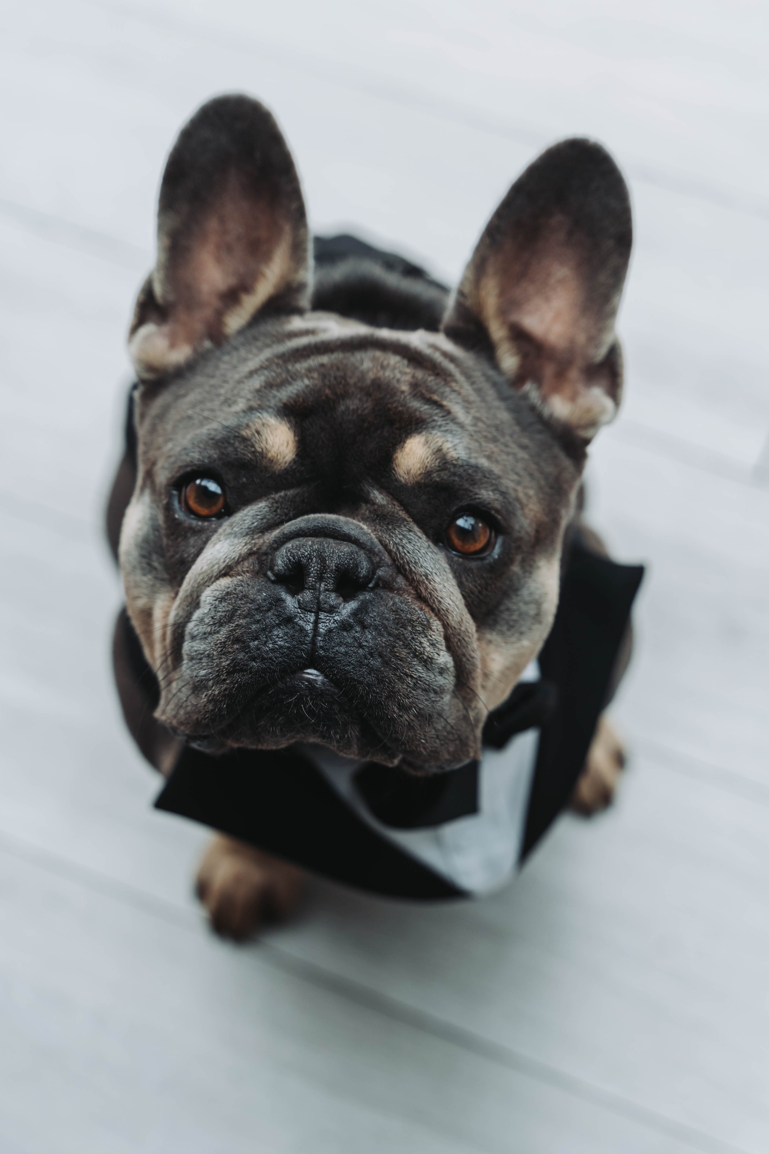 Close-up of a French Bulldog with a black harness on a gray wooden floor, looking up at the camera.