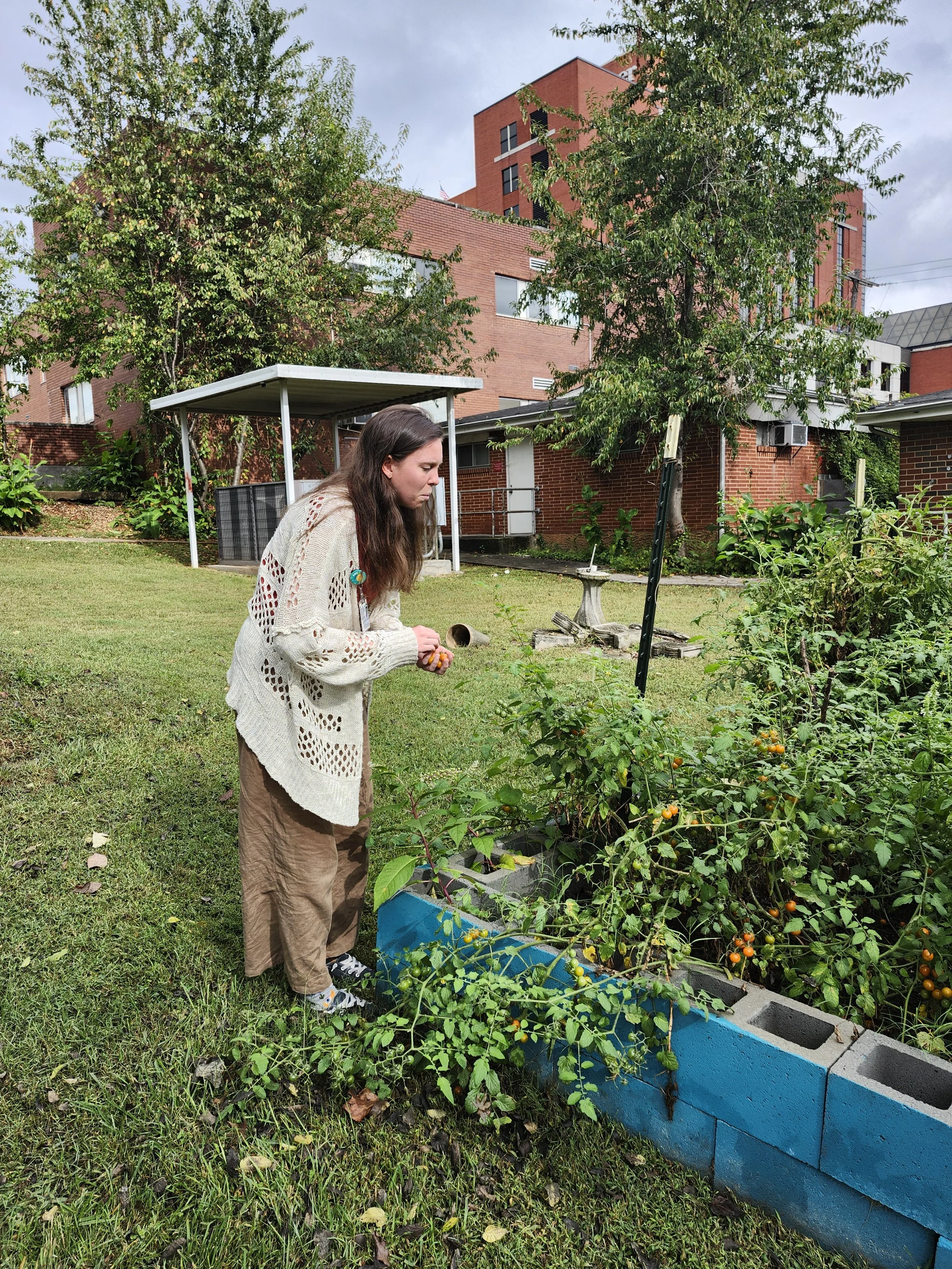 A woman in a beige sweater and brown pants is planting or tending to tomato plants in a raised garden bed with a blue exterior, outdoors in a grassy area. There are trees and a red brick building in the background.