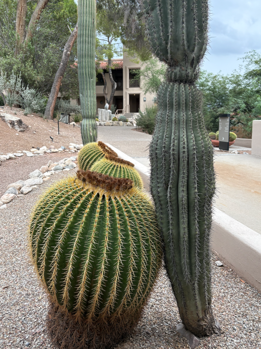 when in Arizona