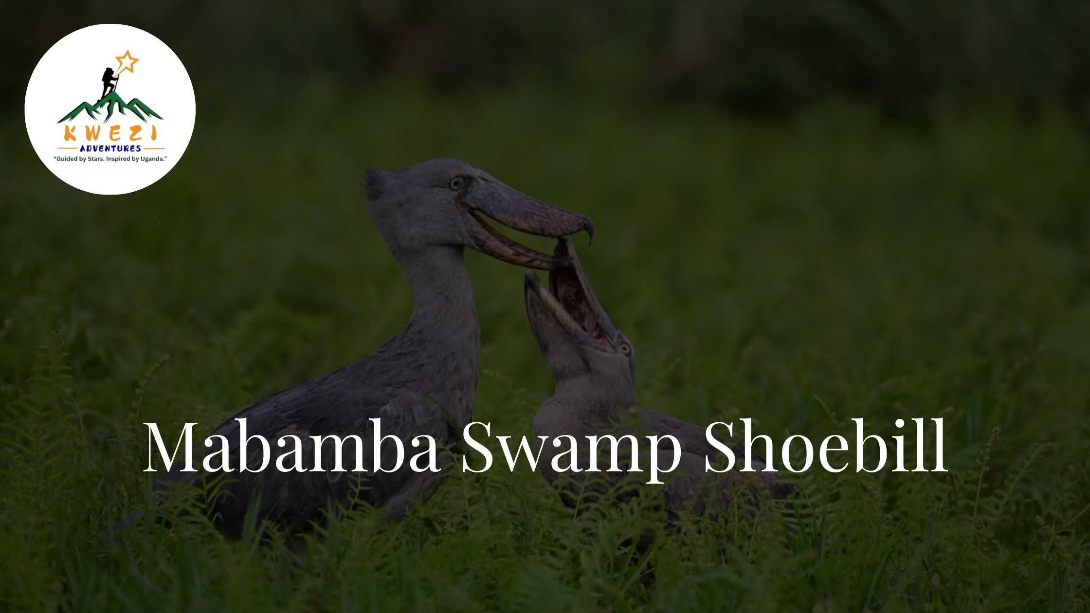 Mabamba Swamp Shoebill